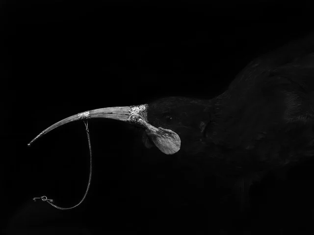 Fiona Pardington, Captive Female Huia, 2017. With thanks to Te Manama Museum, New Zealand. Pigment inks on Hahnemuhle Photo Rag, 1100 x 1450mm