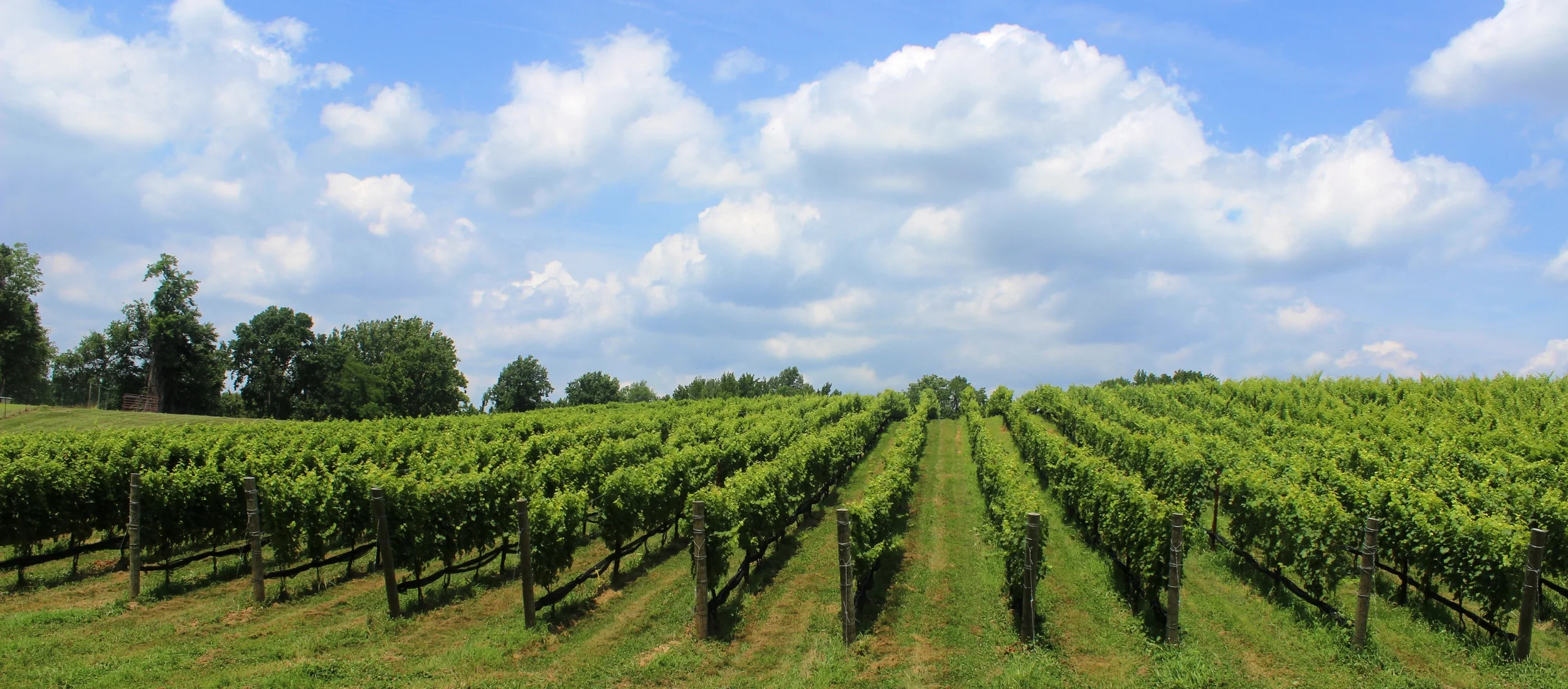 Weekly Update: Farewell to Wally and Paula and a Vineyard