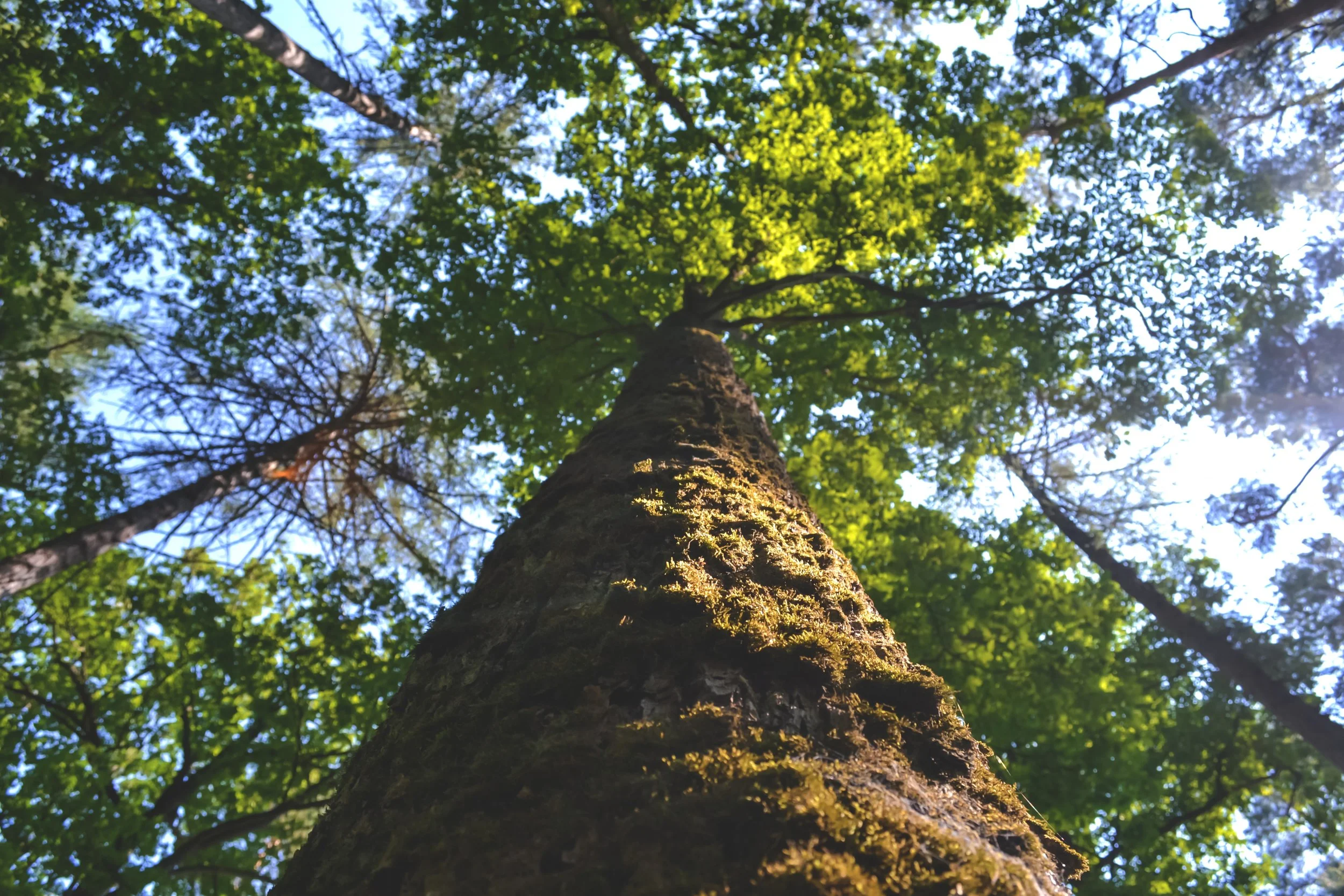 Sermon: "Between Creation and New Creation," September 10, 2017