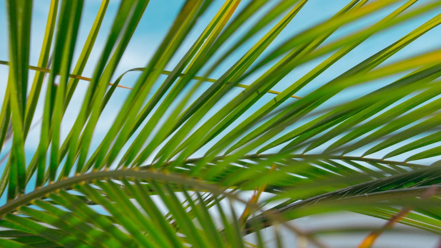 Online Worship Service April 5, 2020 (Palm Sunday) episode artwork