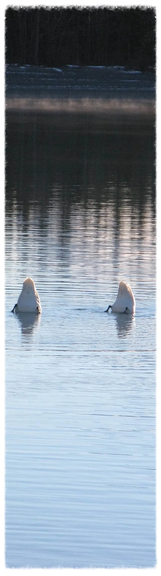 Kenai Lake Trumpeter swans 12122014 redu B (60).jpg