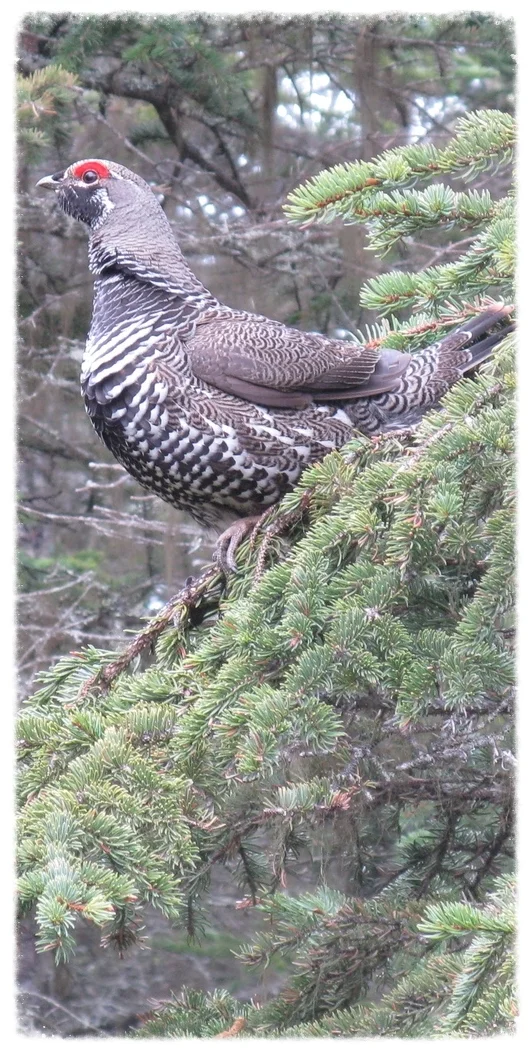 Spruce grouse 050711 (2).jpg