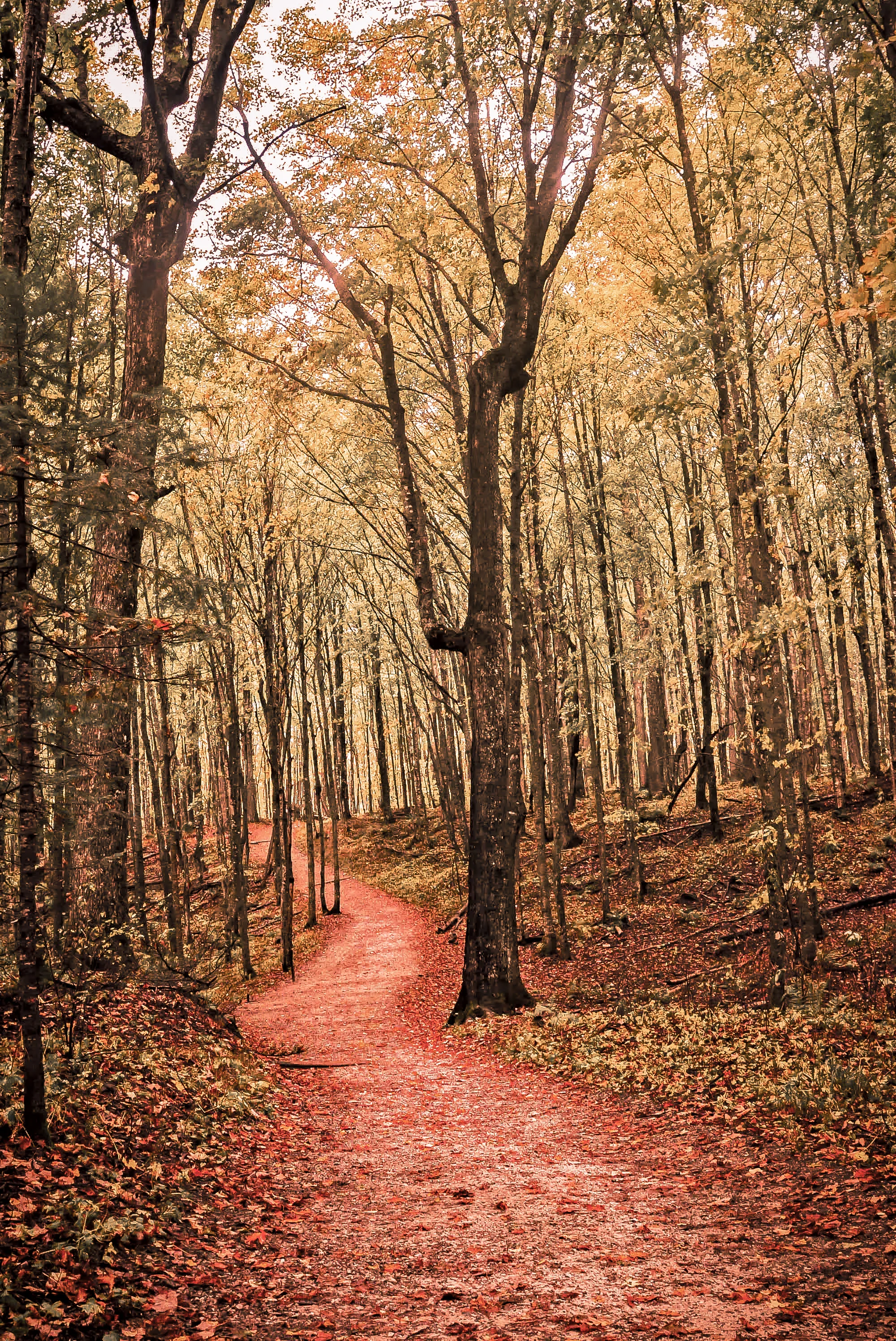 Autumn Path