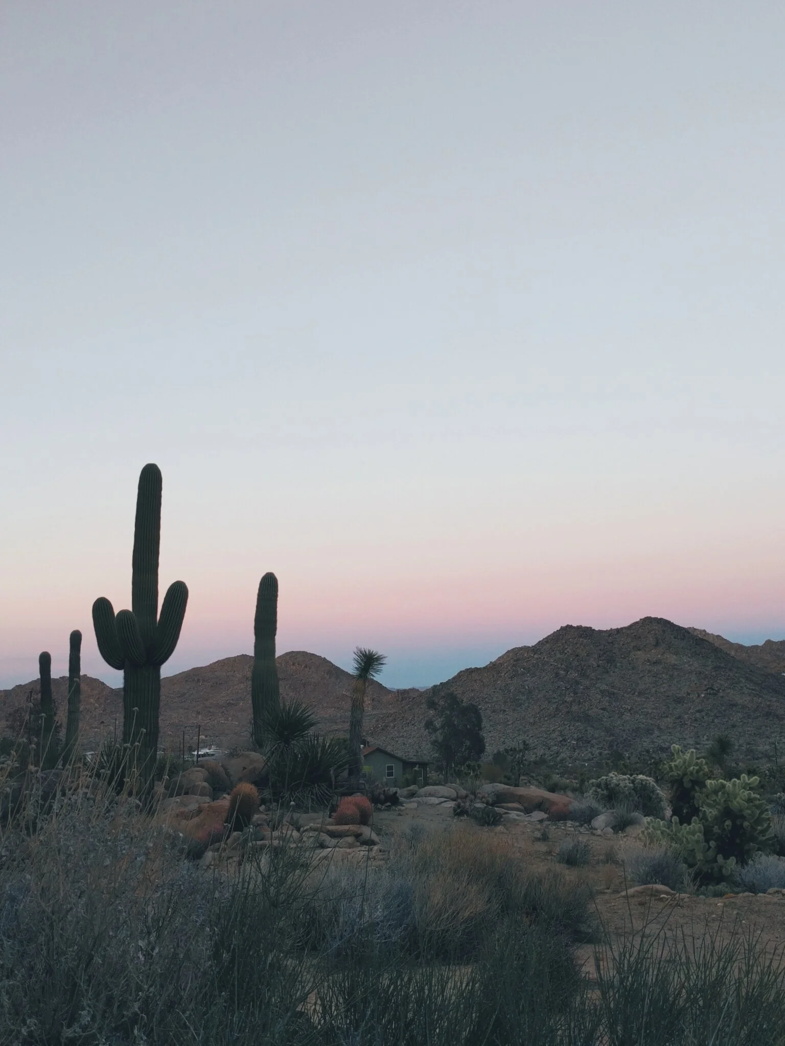 joshuatree.jpg