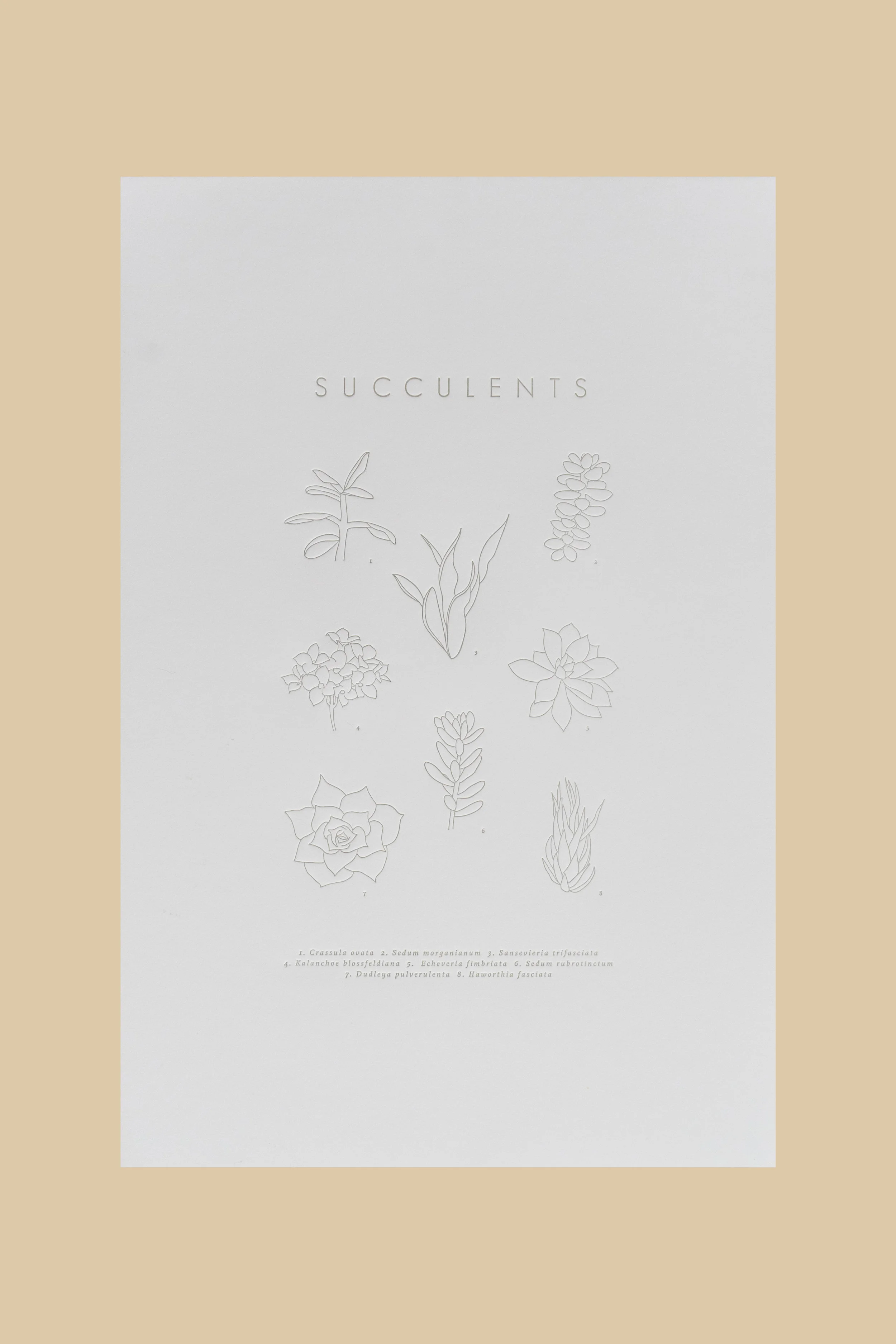 Succulent.jpg