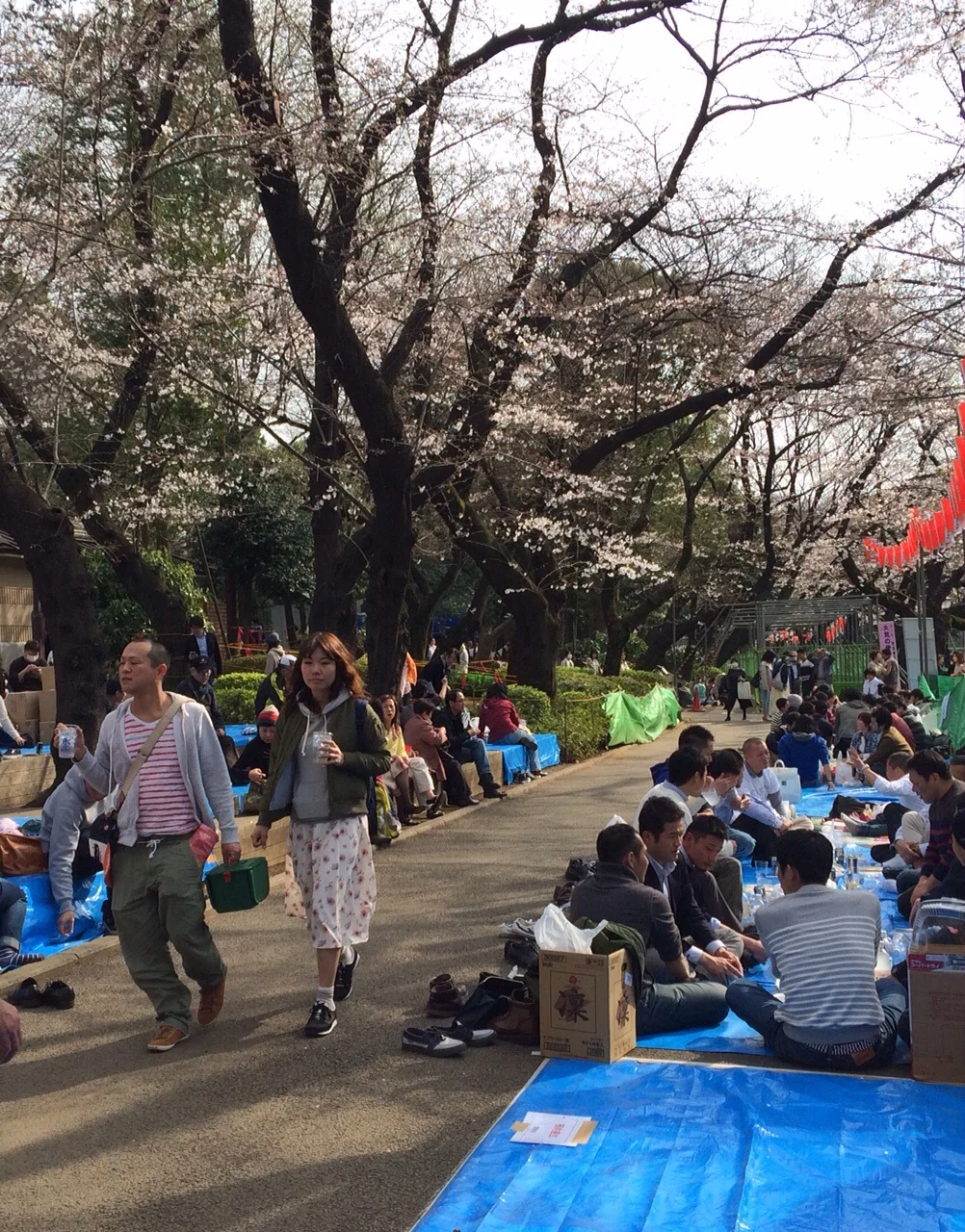 Getting in the Hanami mood - looks like we may be a week early for the fullness of the blossom viewing season.