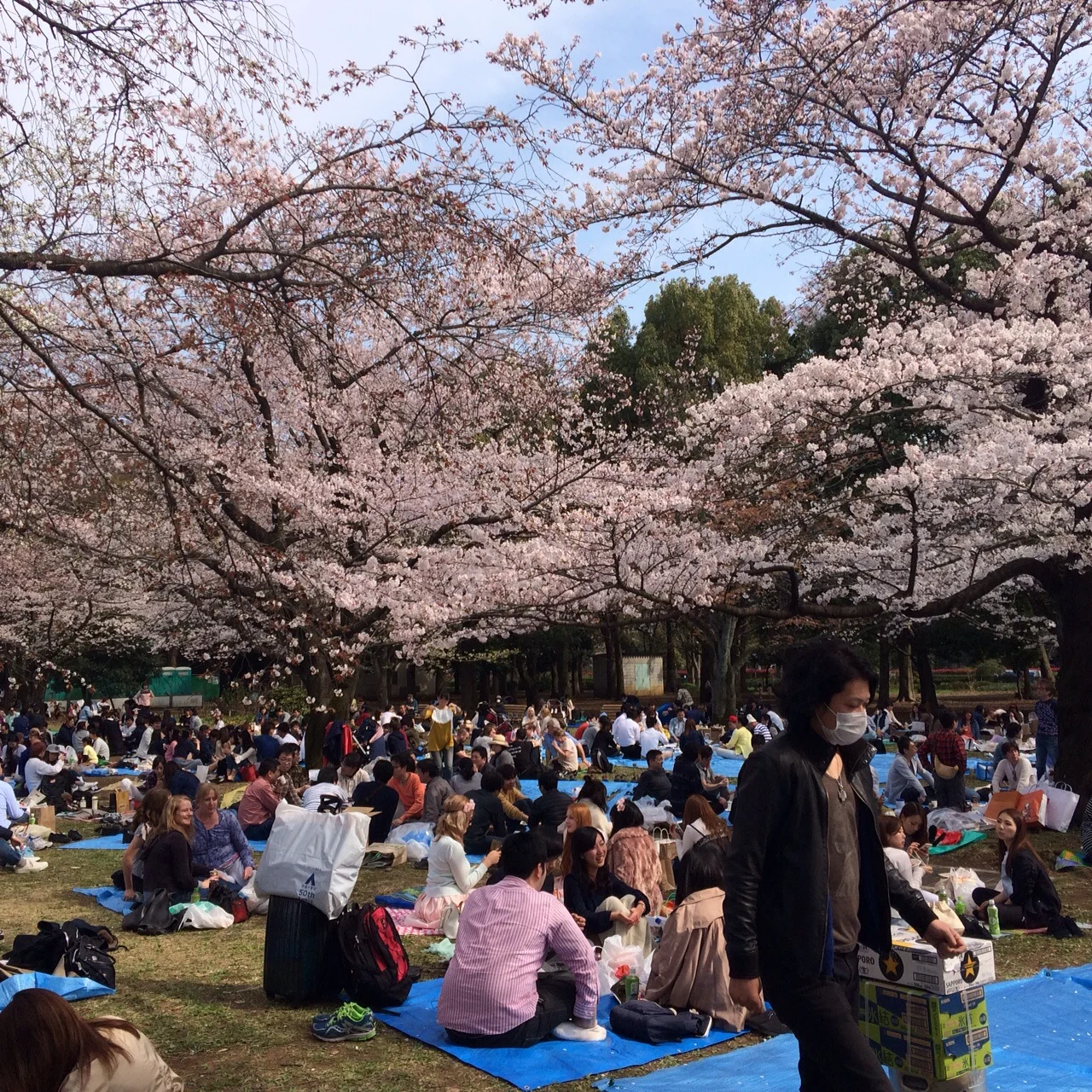 Hanami... This is how we do it!