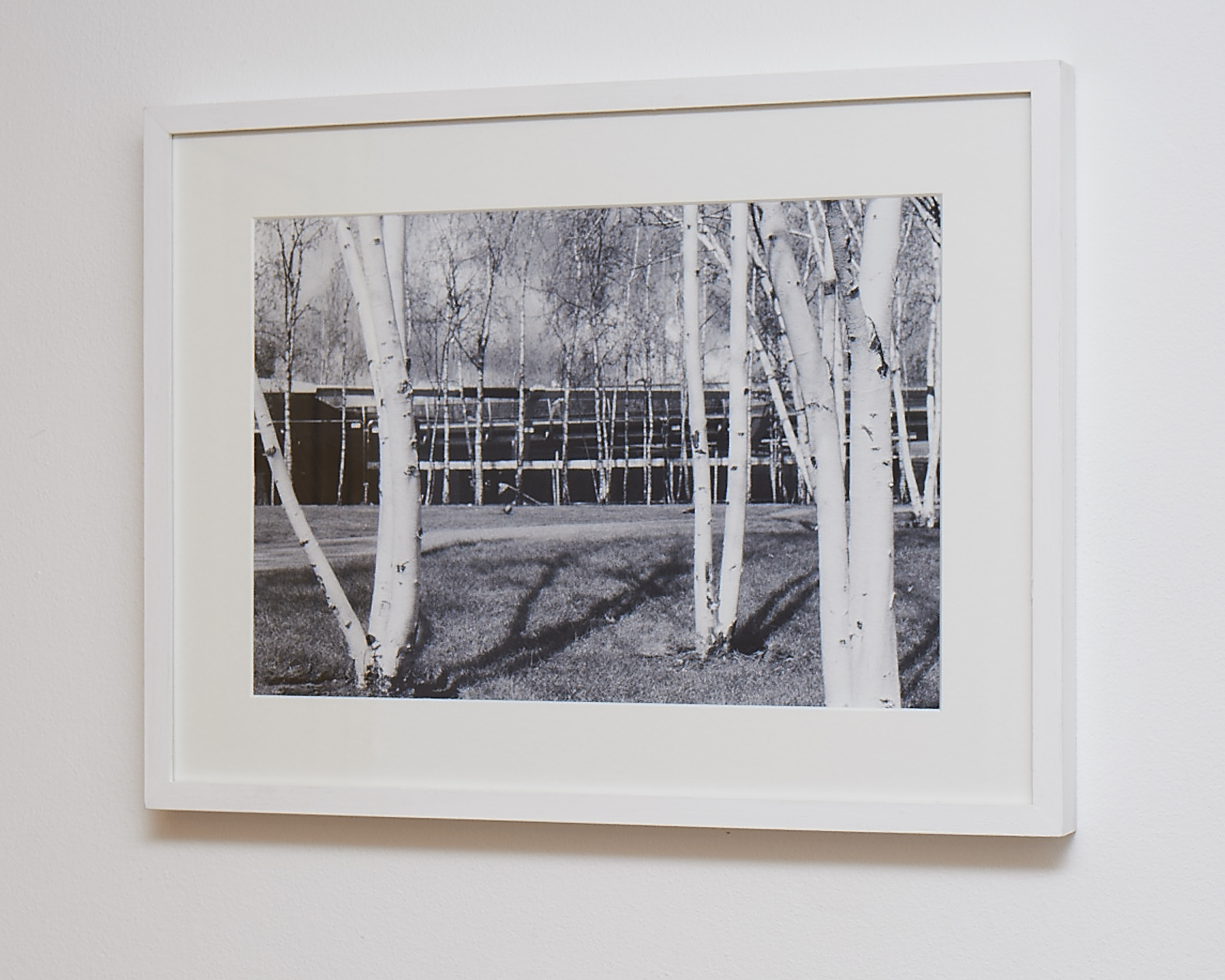 Silver Birch This image was shot on black & white infrared film. Would suit a modern home. Printed on Hahnemuhle German Etching Paper. Frame Size approx. 20 x 15" COST £70.00