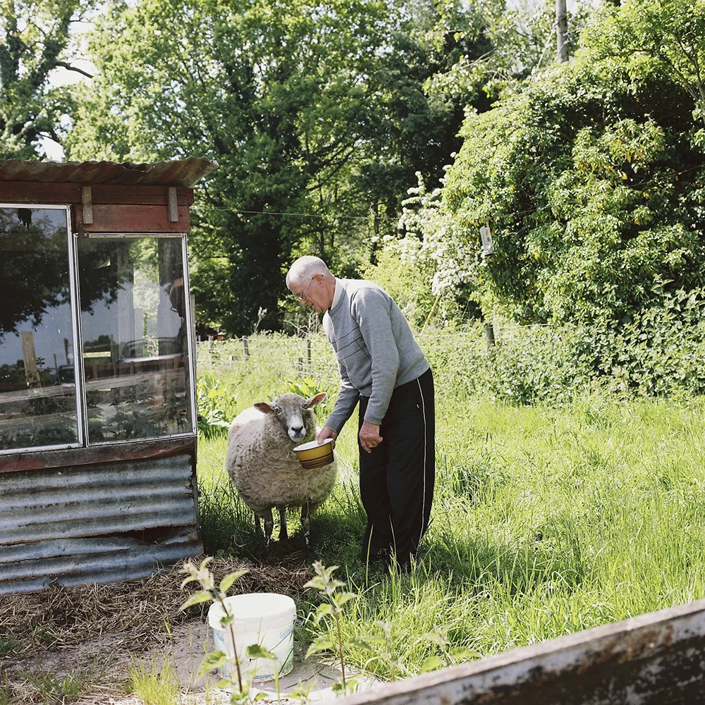 Photo of Old Man Feeding his Pet Sheep by Amanda Eatwell