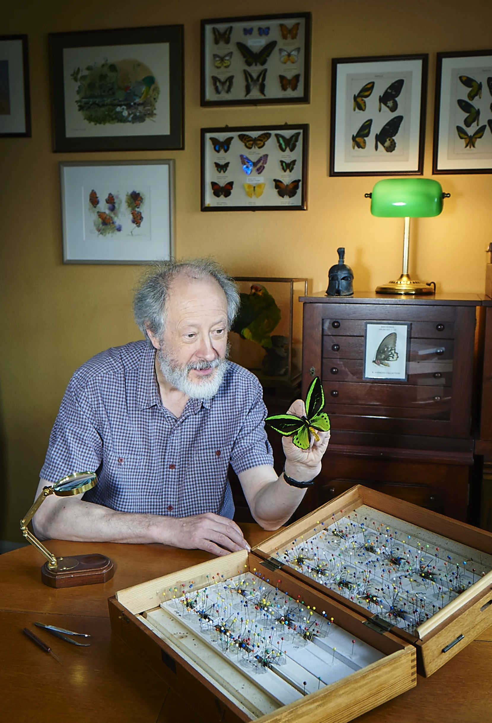 Portrait of a Lepidopterist, by London photographer Amanda Eatwell 