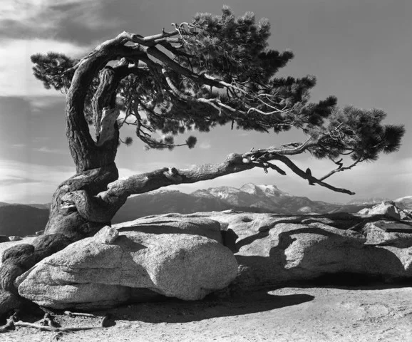 Ansel Adams © Jeffrey Pine, Sentinel Dome, Yosemite National Park 1945