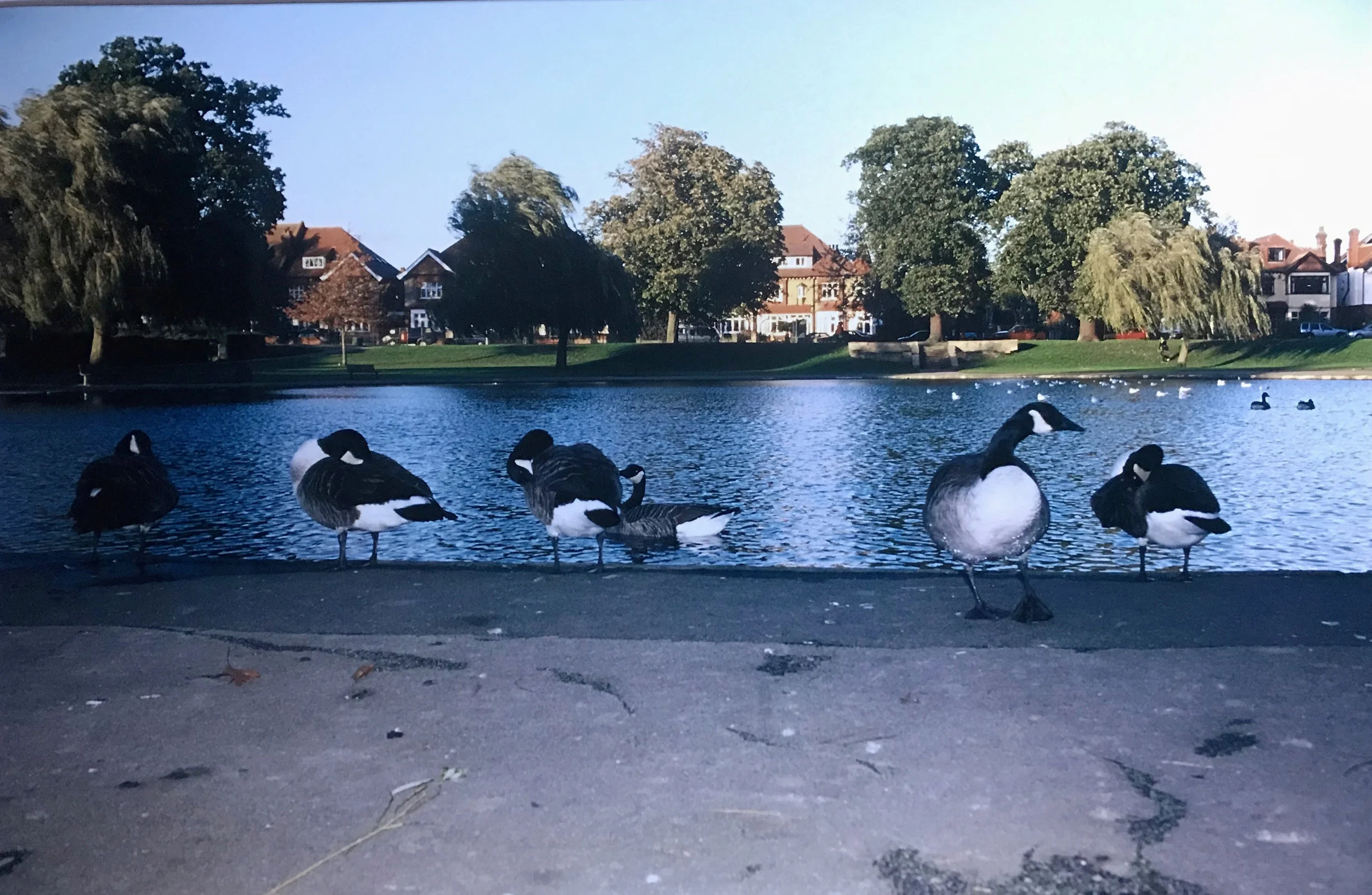 Broomfield Park, Palmers Green. A regular haunt with baby Sam.