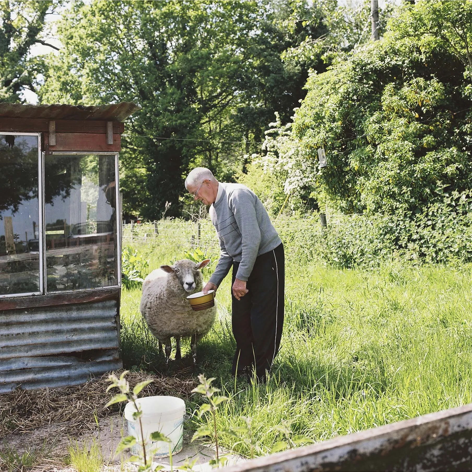 Photograph of an old man feeding his pet sheep 