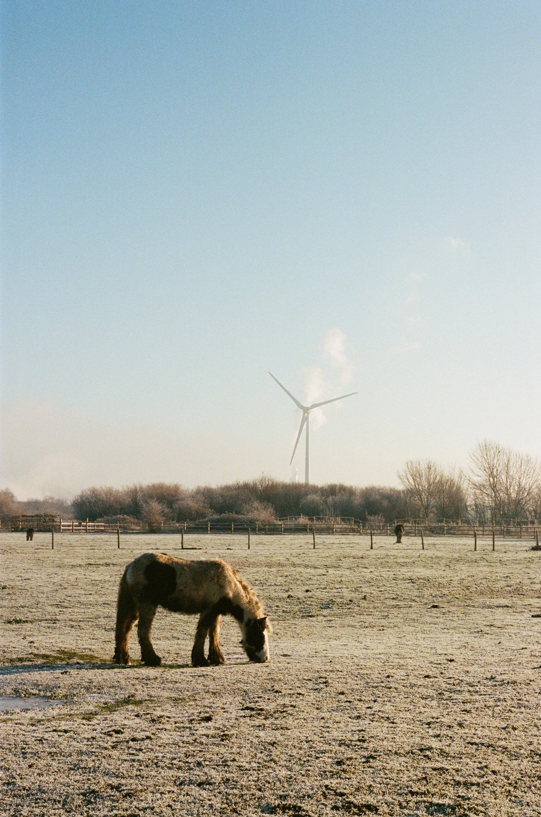 horse-sniffing -around-frosty_field-atmospheric.jpg