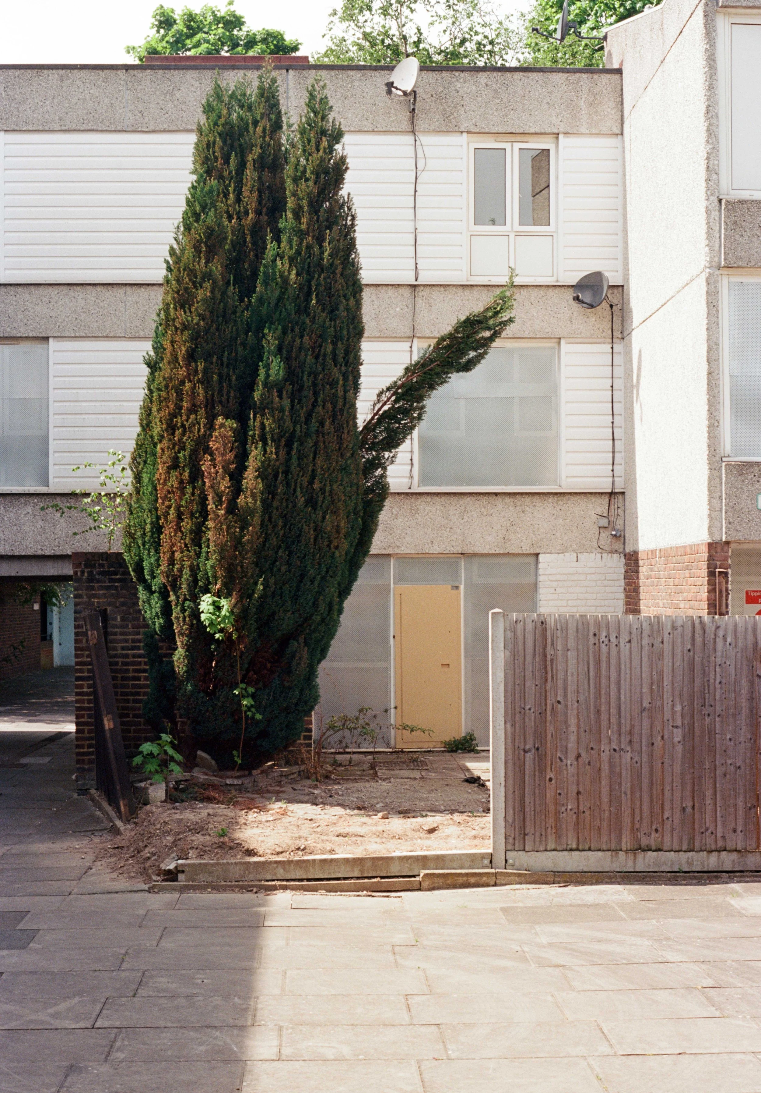 AE_Lesnes_Estate_leaning tree.jpg