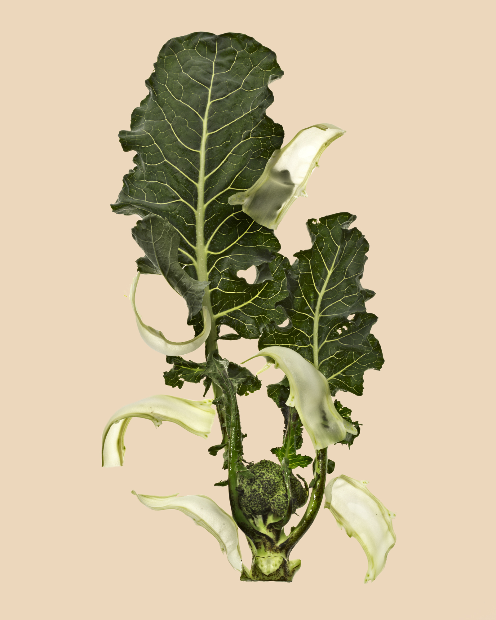 Final cut 2 (coming..)