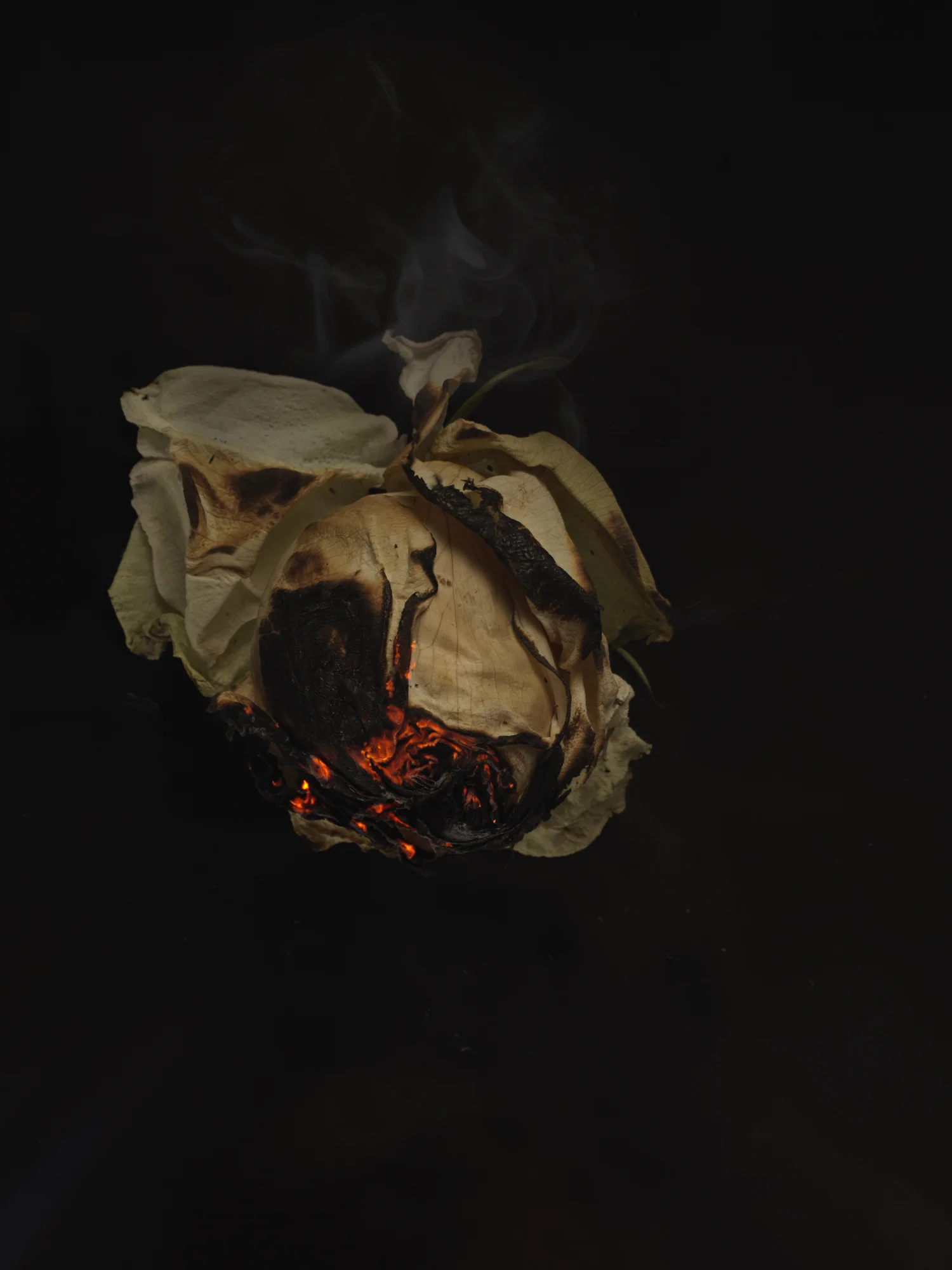 Burning rose 8