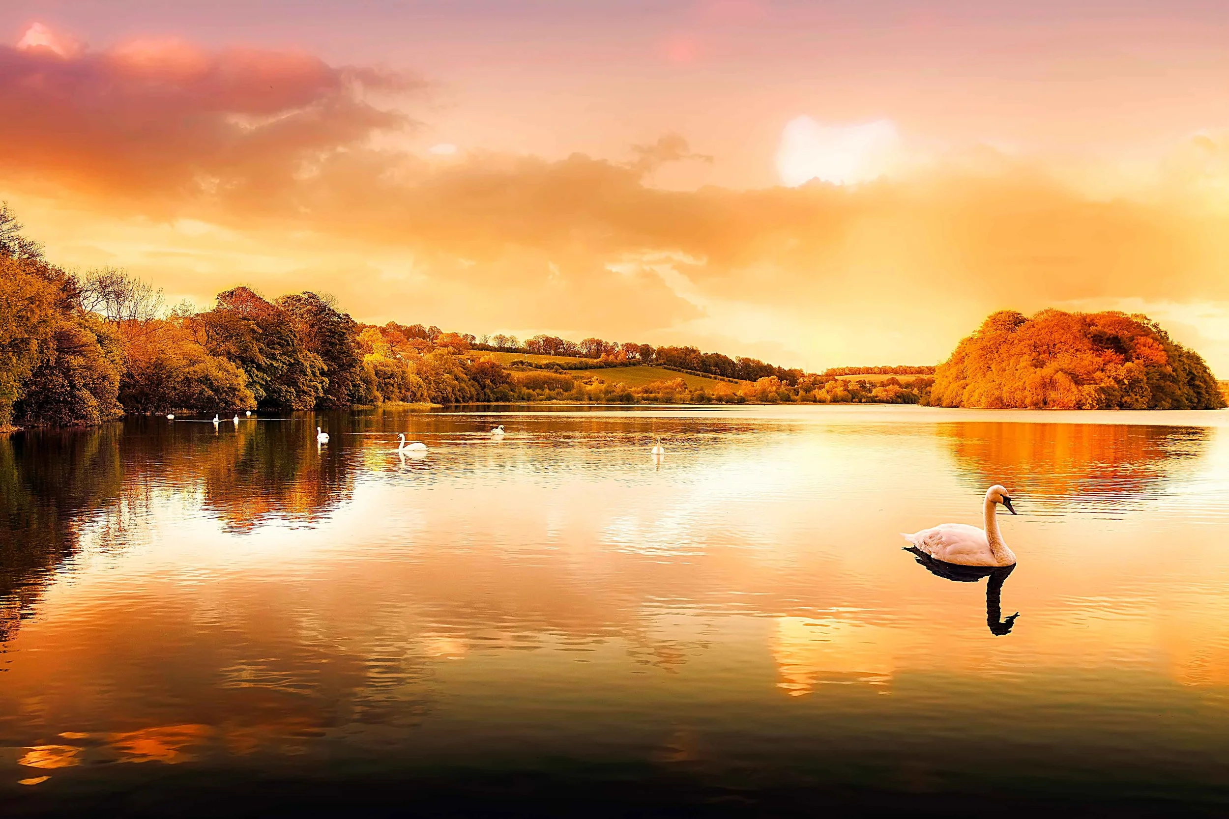 Swan Lake