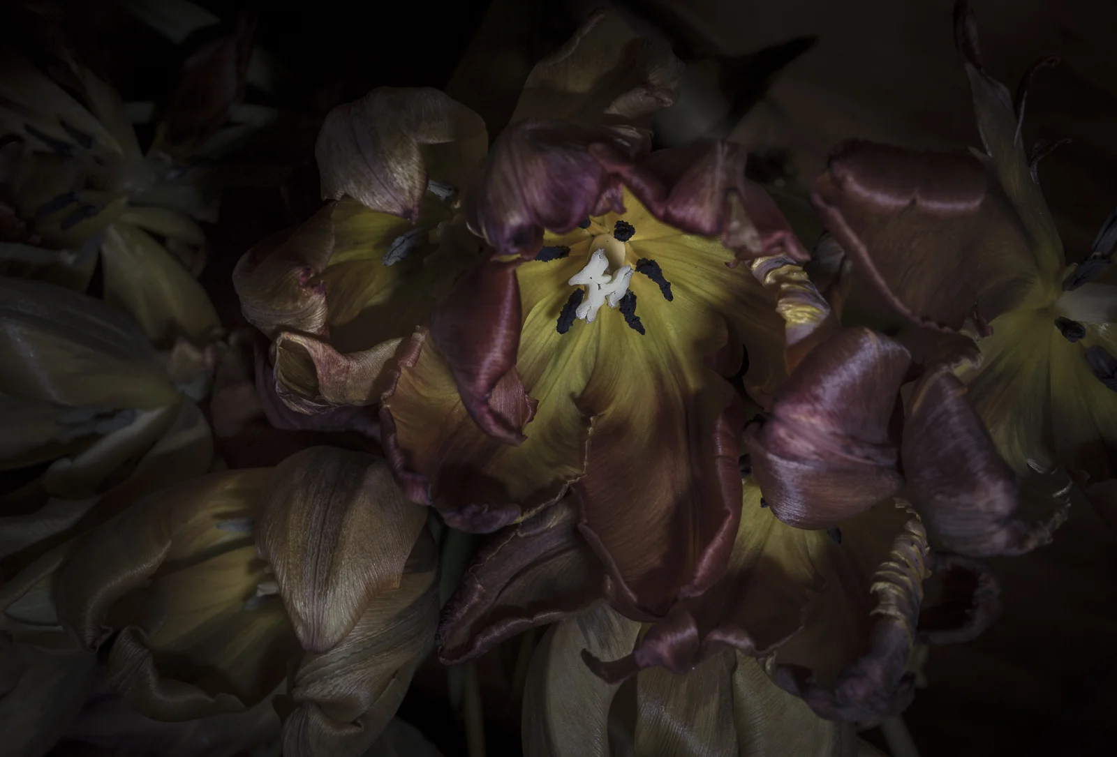 Tulips, VII