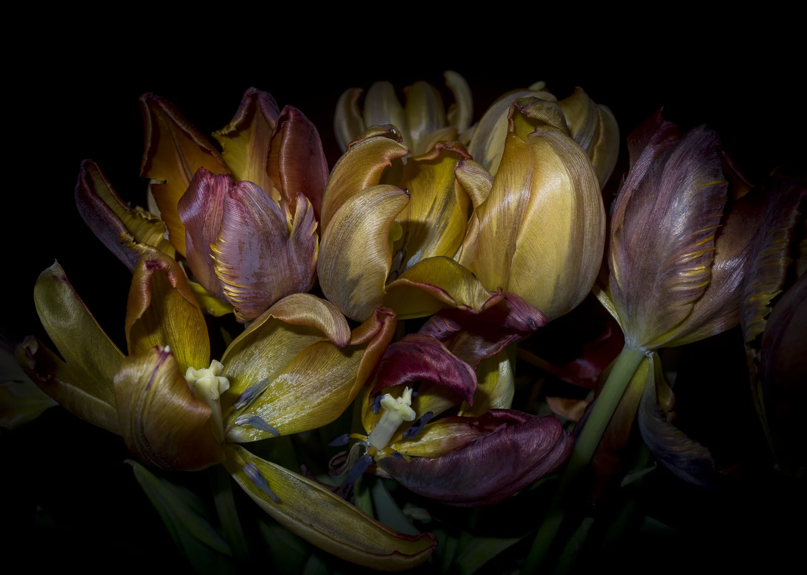 Tulips, V