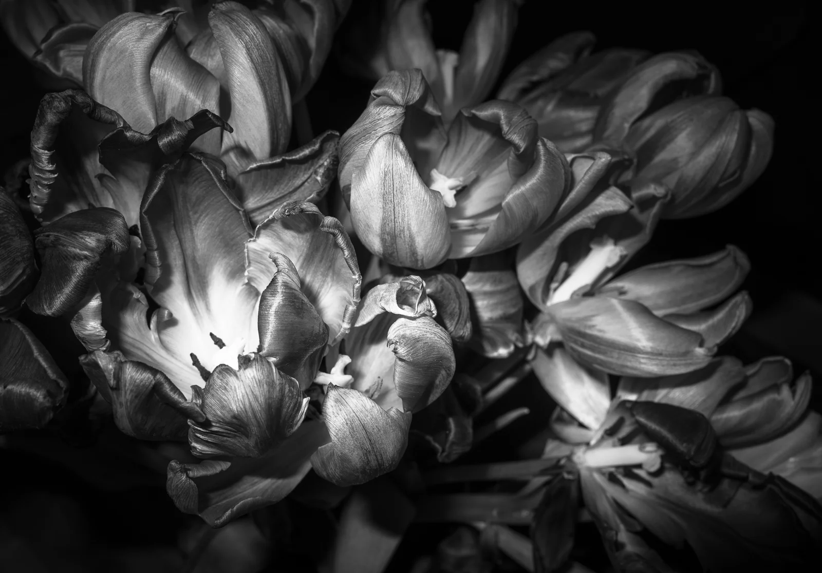 Tulips XI