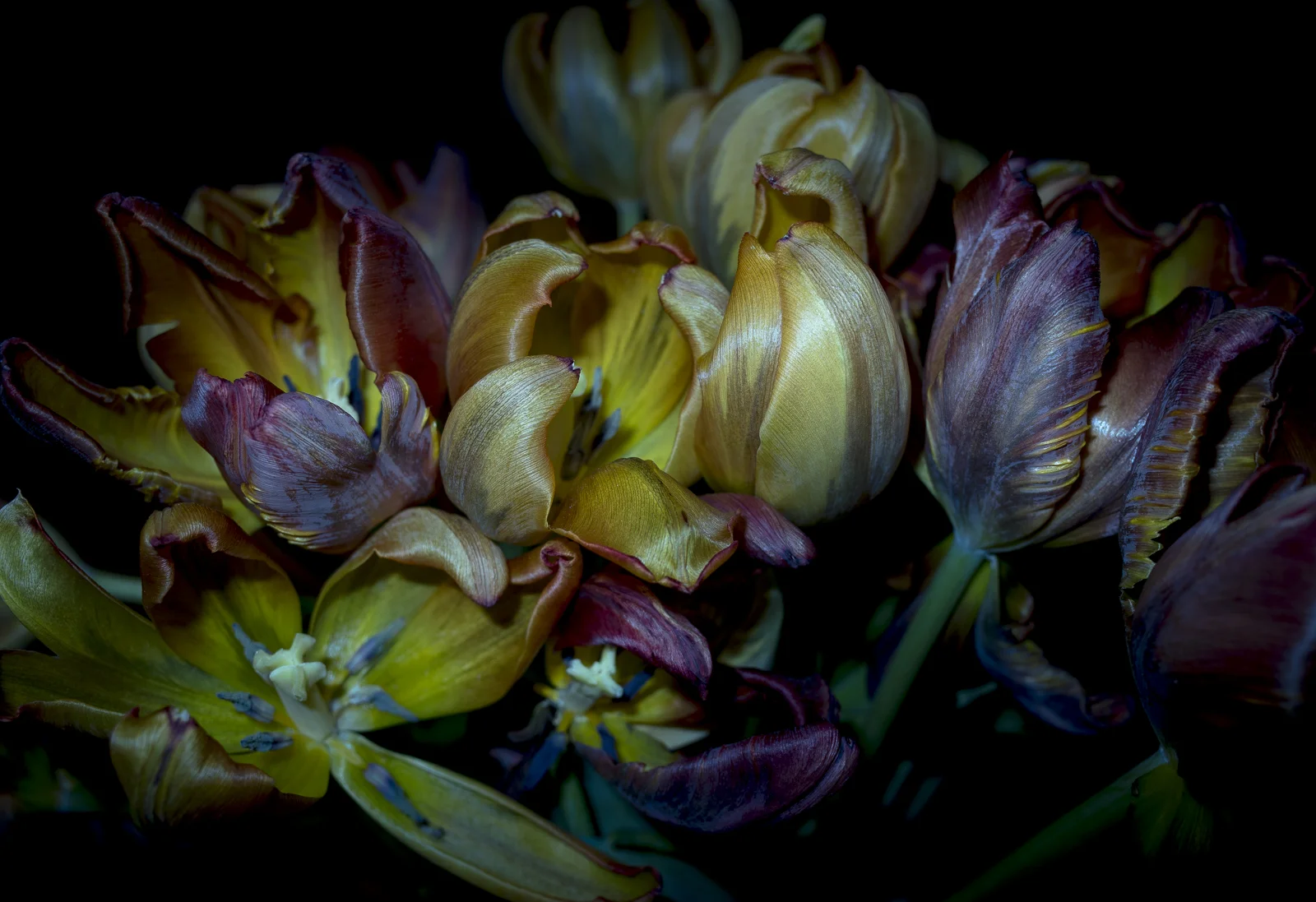 Tulips, IV