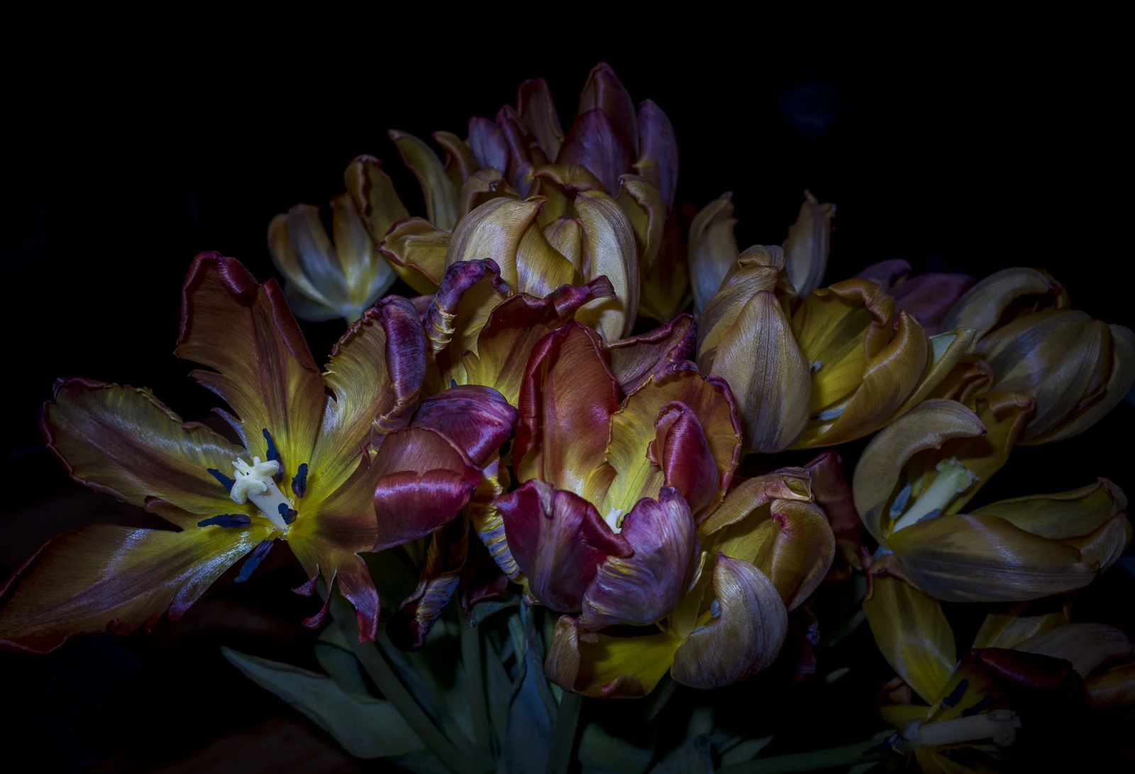 Tulips, VIII