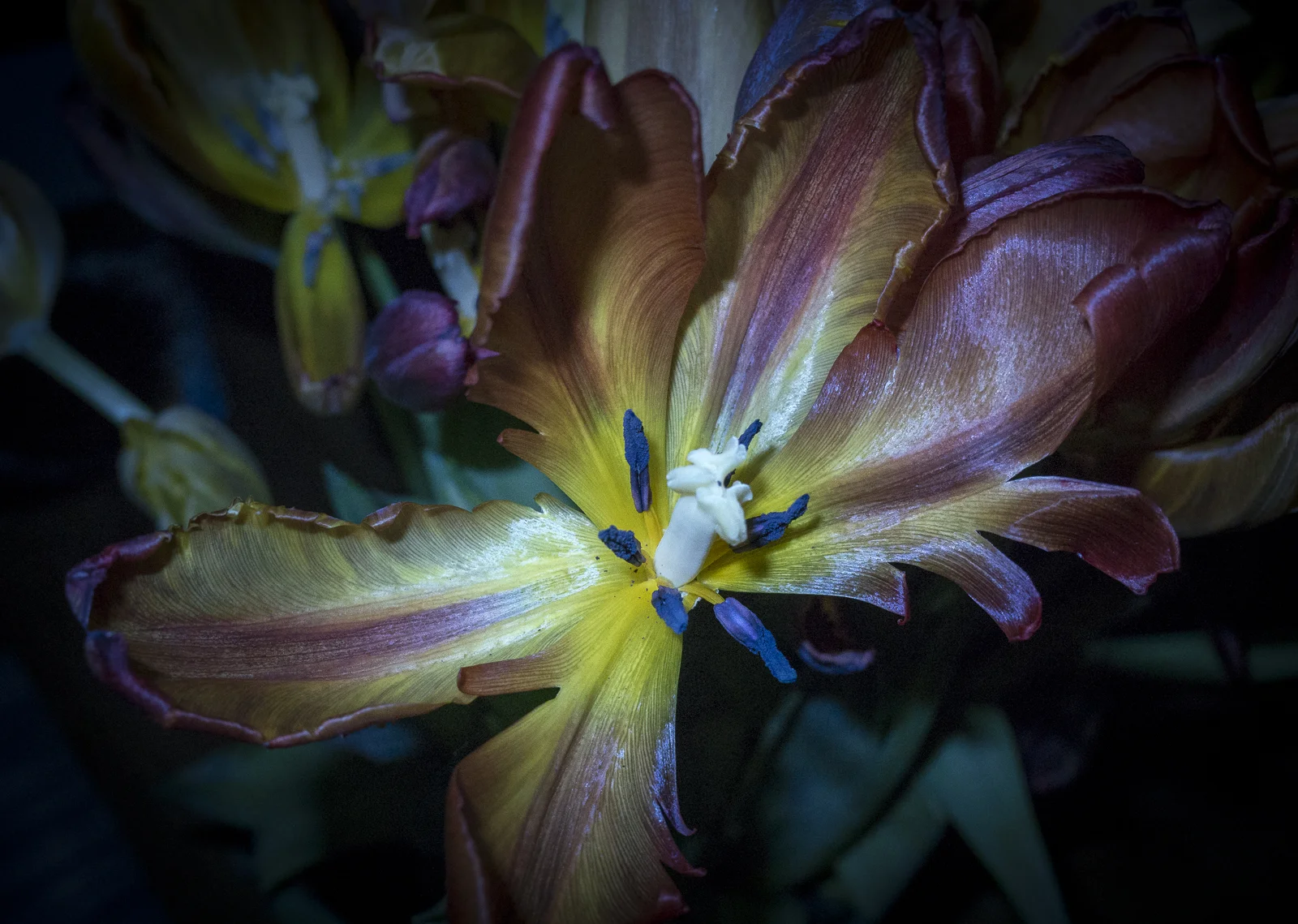 Tulips, IX