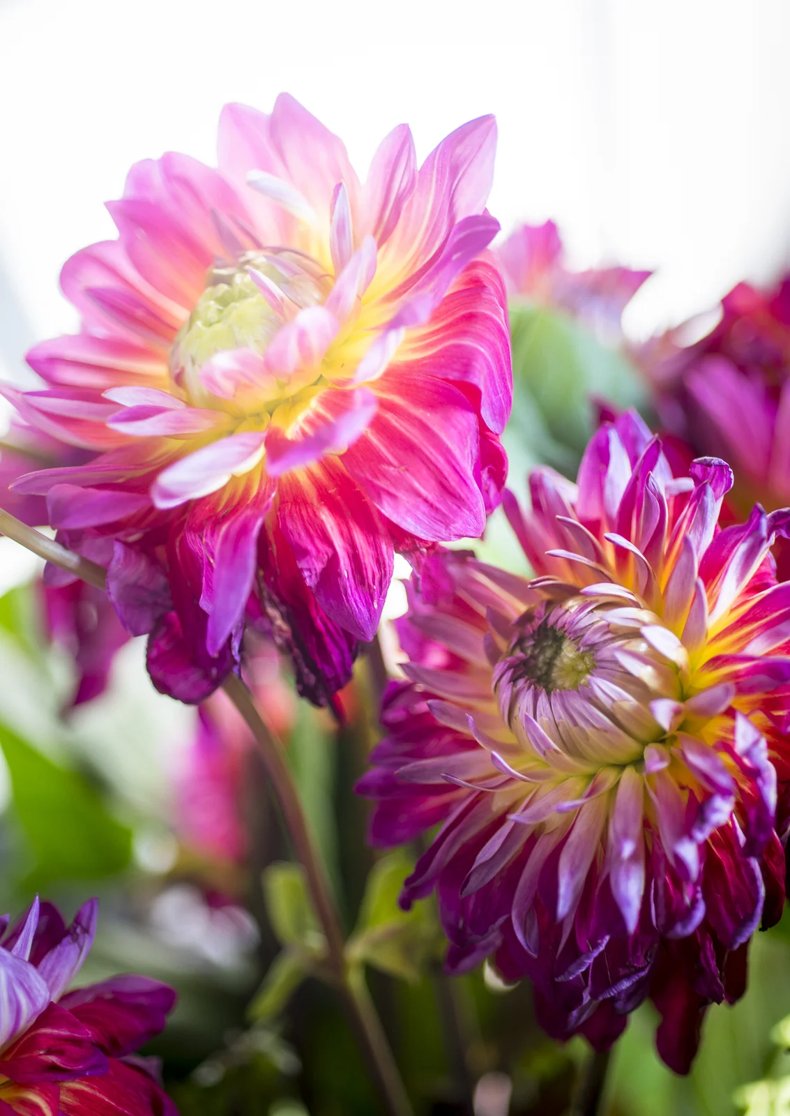 Dahlias IX