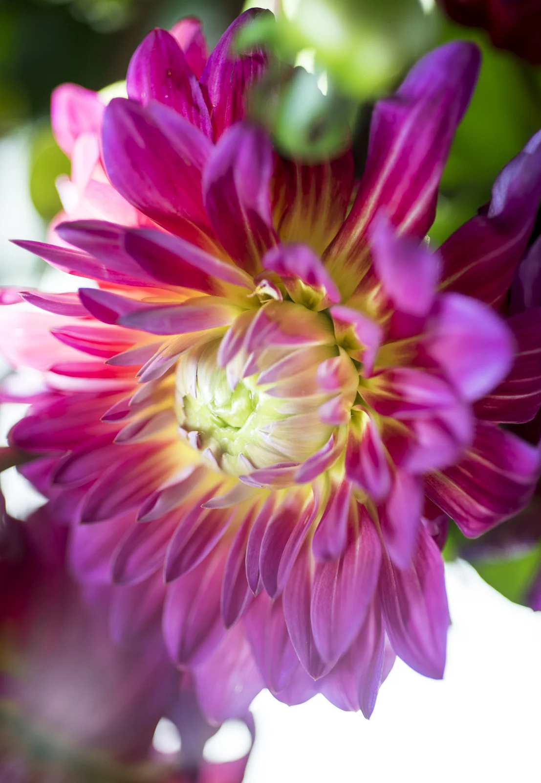 Dahlias VIII