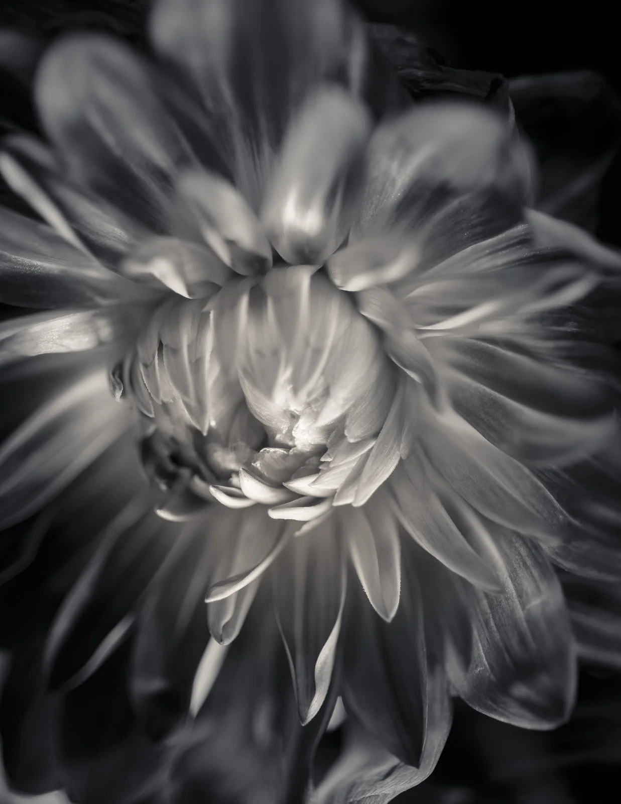 Dahlias XII