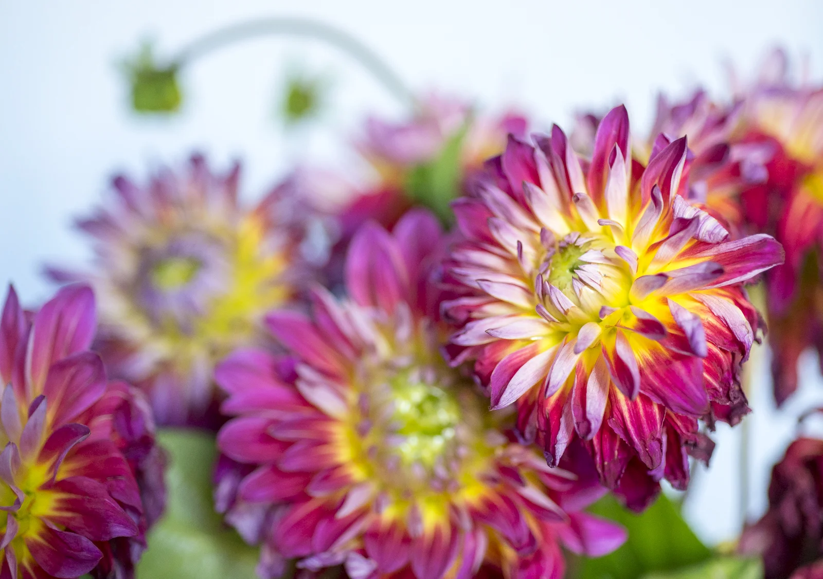 Dahlias, VI