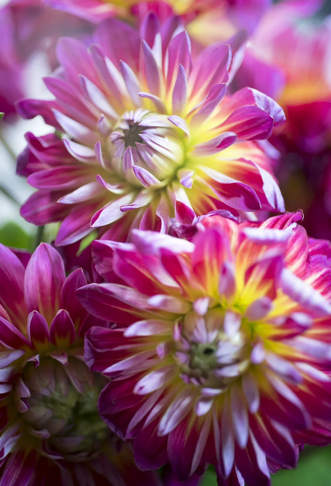 Dahlias X