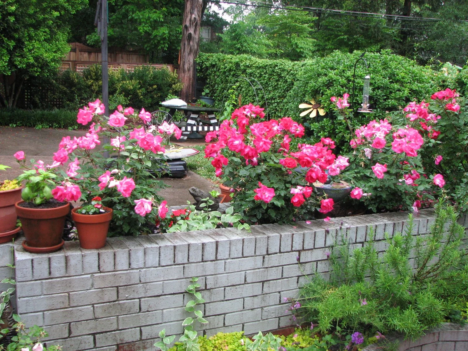 My+Garden+May+09+024.jpg