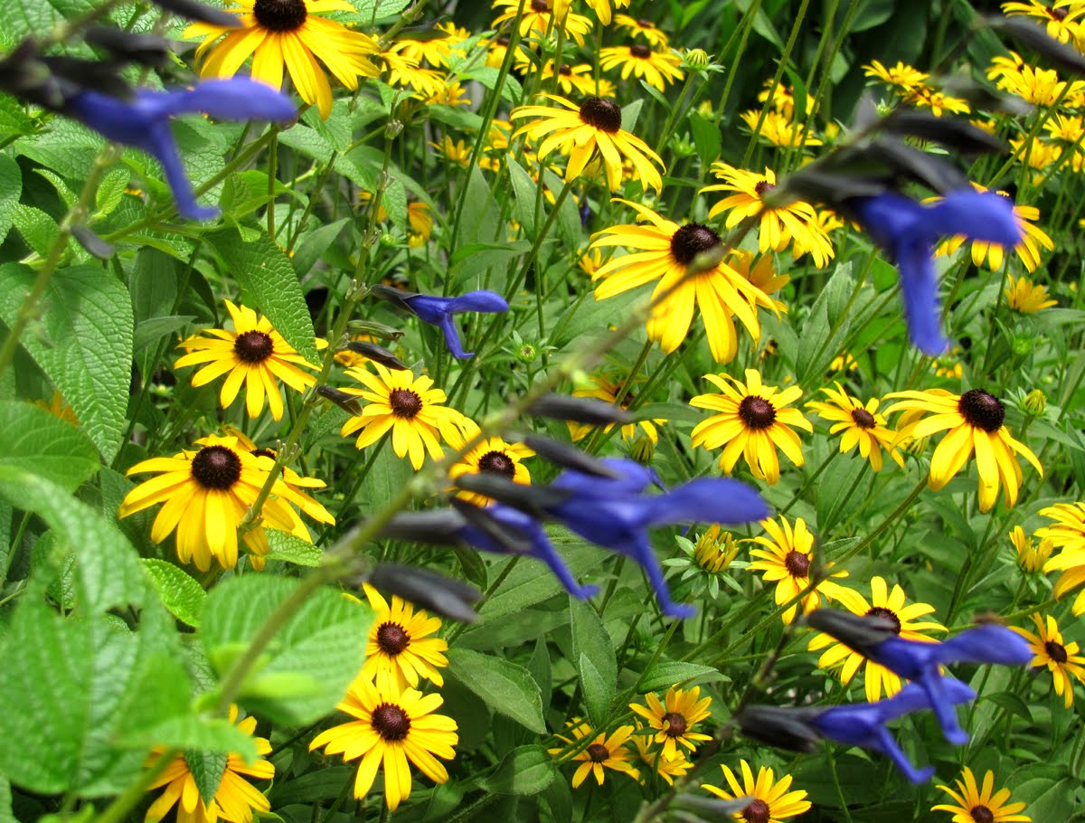 farmer's market & my flowers 7-11 020.jpg