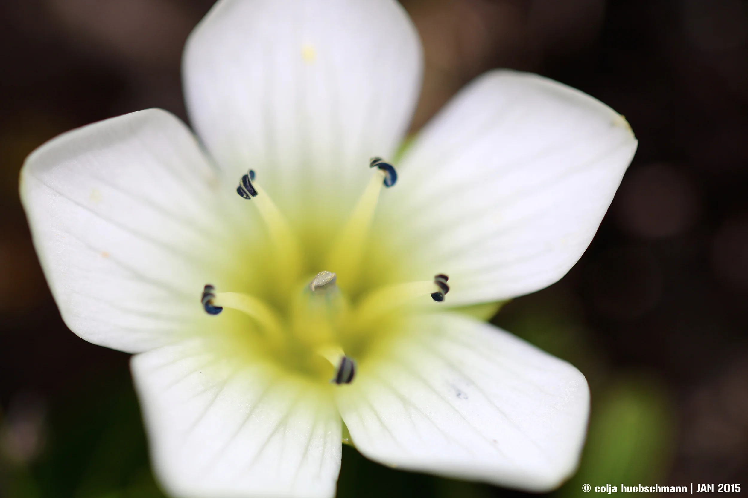 flower at gertrude saddle, fiordland