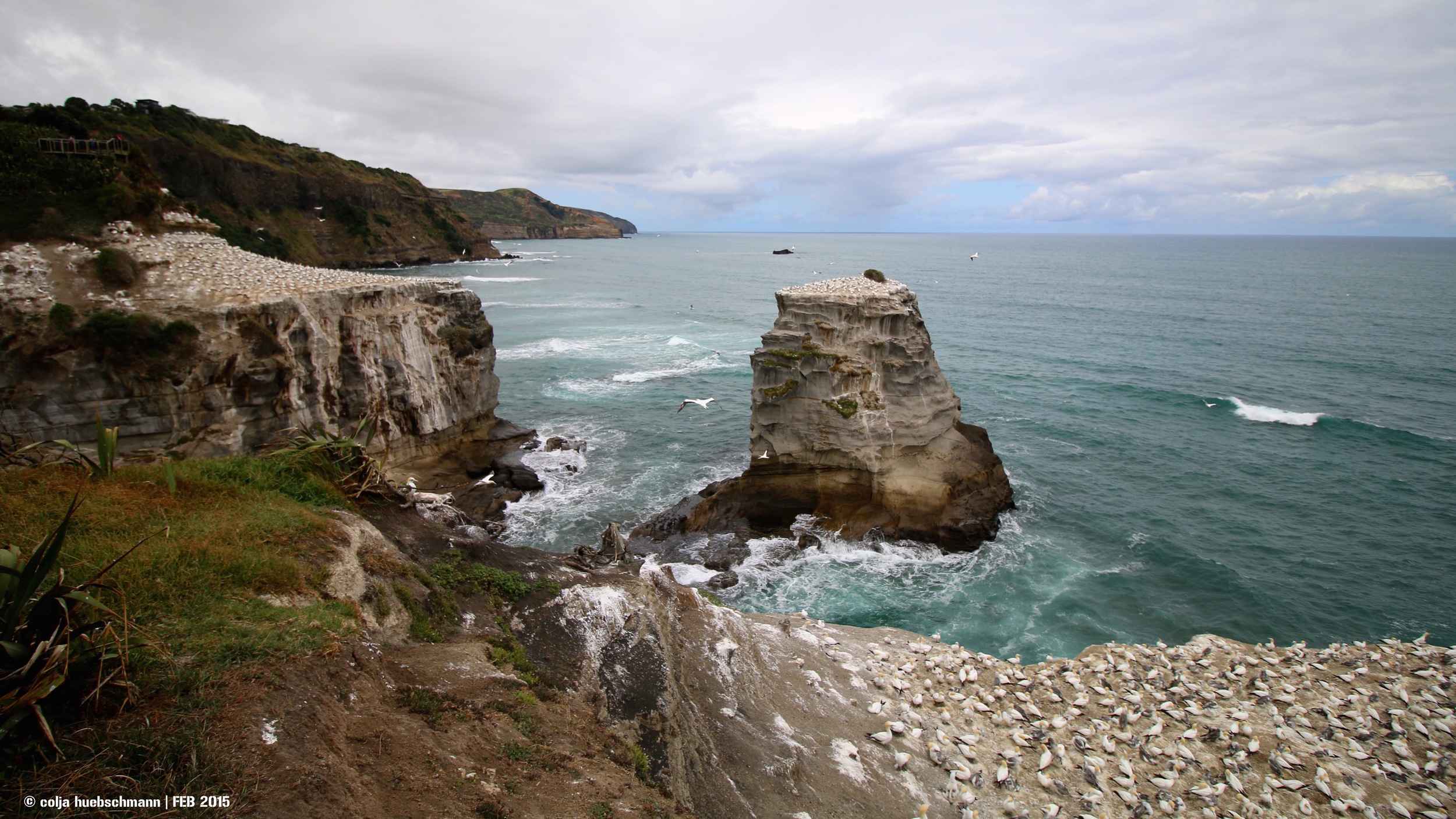 gannet colony, muriwai beach