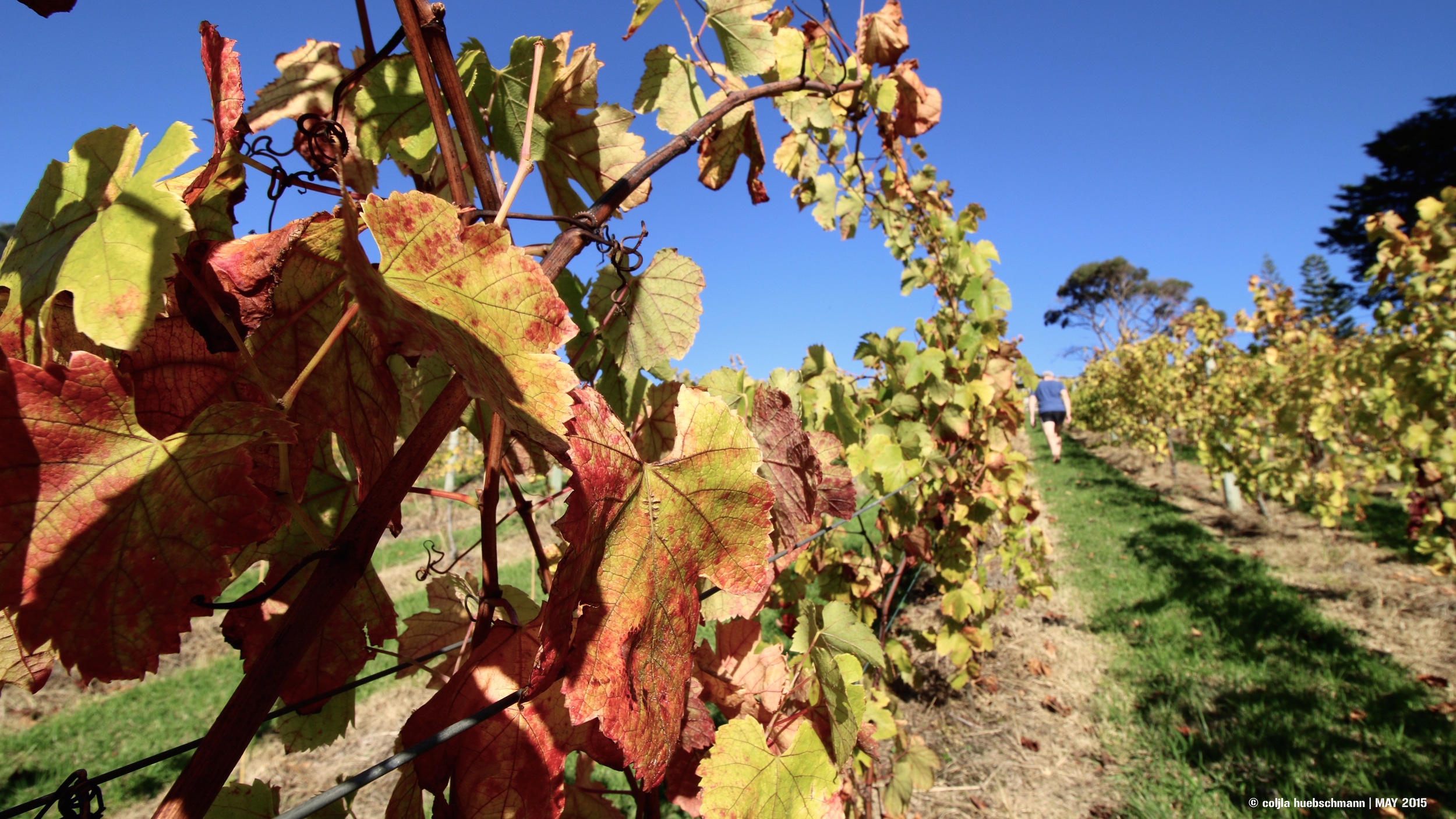 Littlewing Vineyard, Waiheke Island