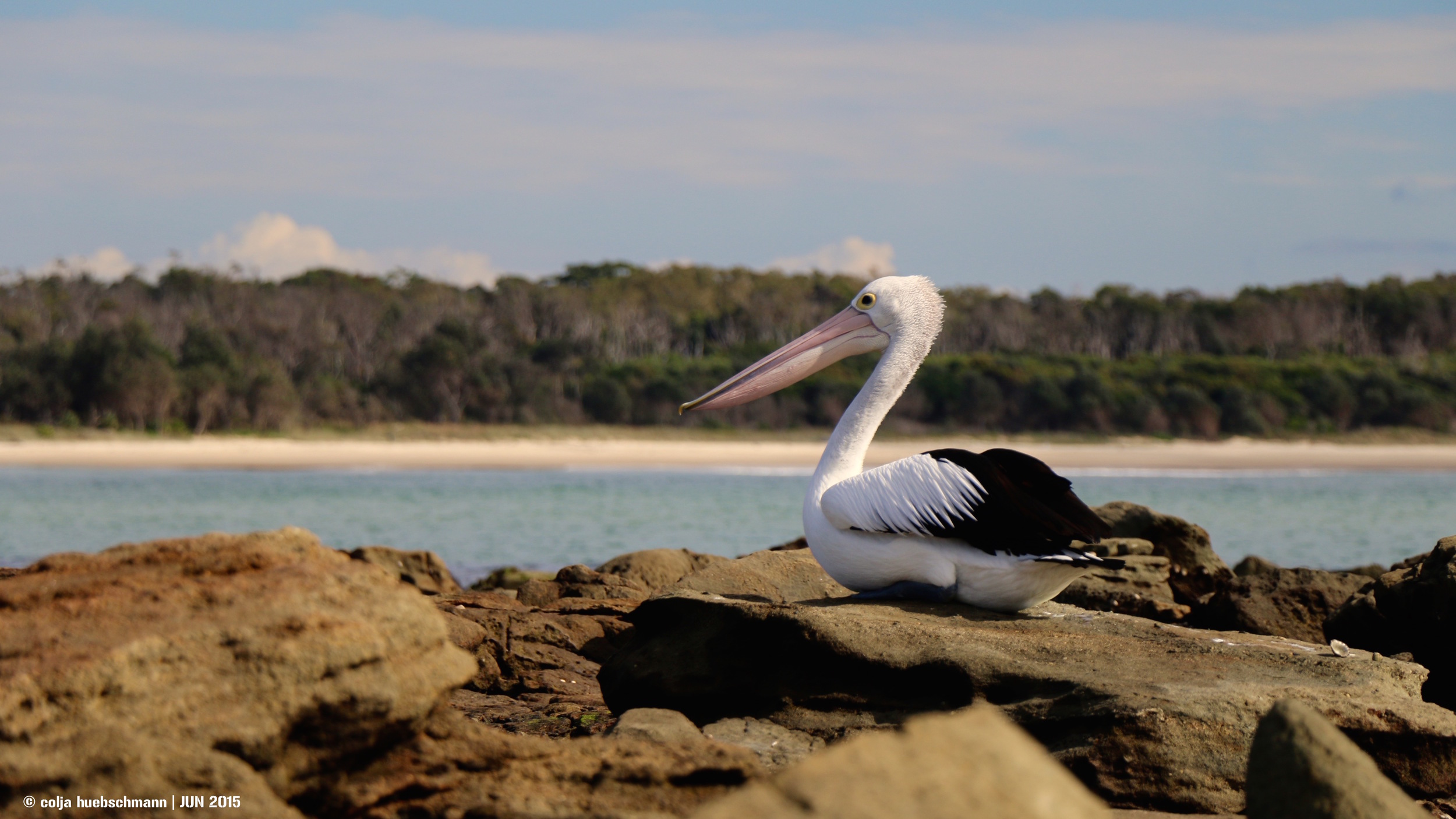 Pelican, Woody Head , AUSTRALIA