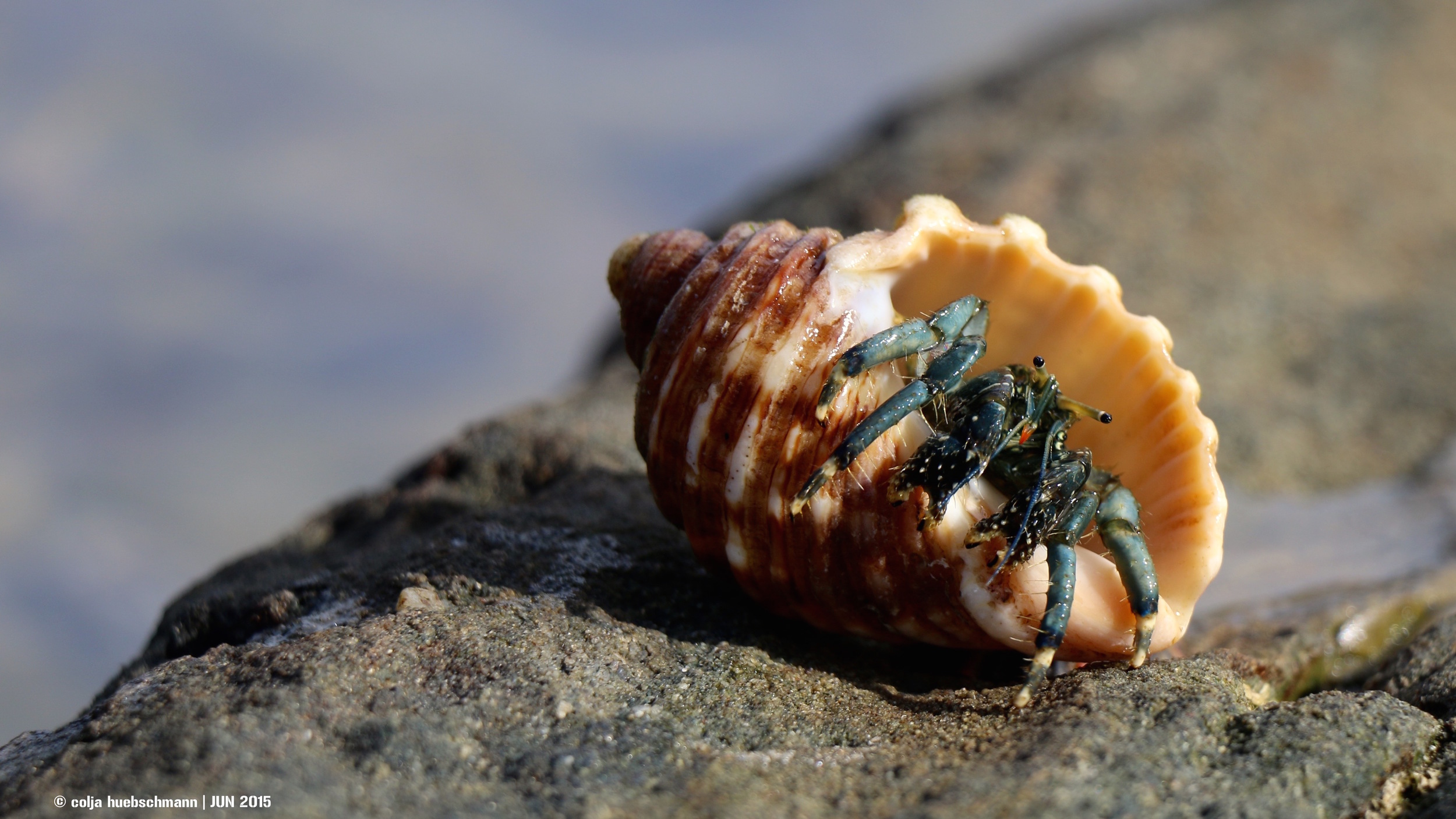 Hermit Crab, woody head , AUSTRALIA