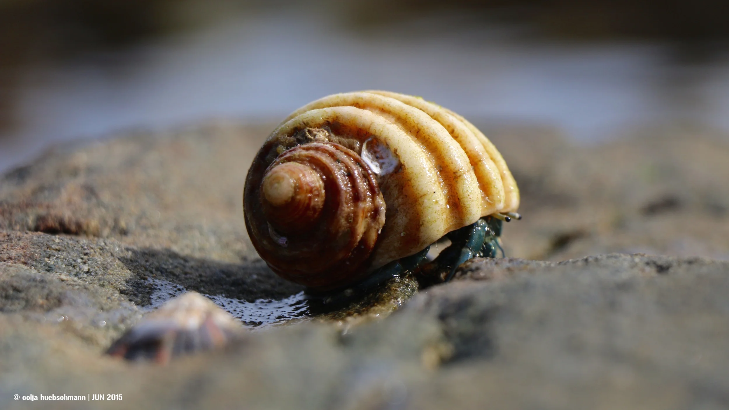 hermit crab, woody head , AUSTRALIA