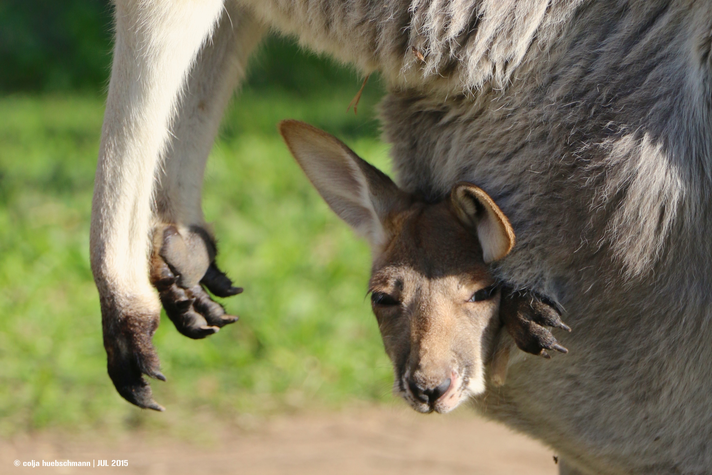 kangaroo with baby, koala sunction, brisbane , AUSTRALIA