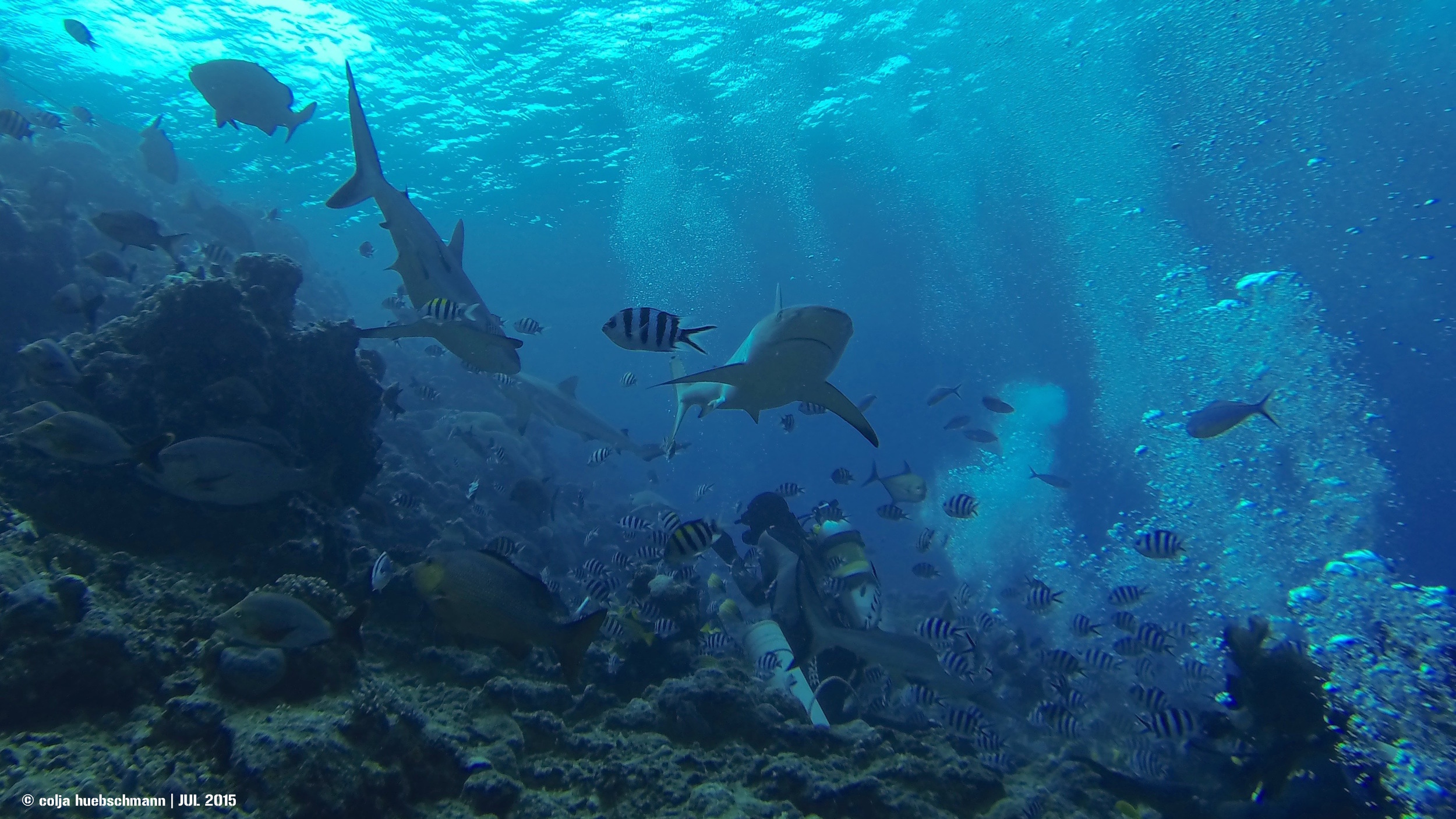 reef sharks, beqa lagoon, fiji