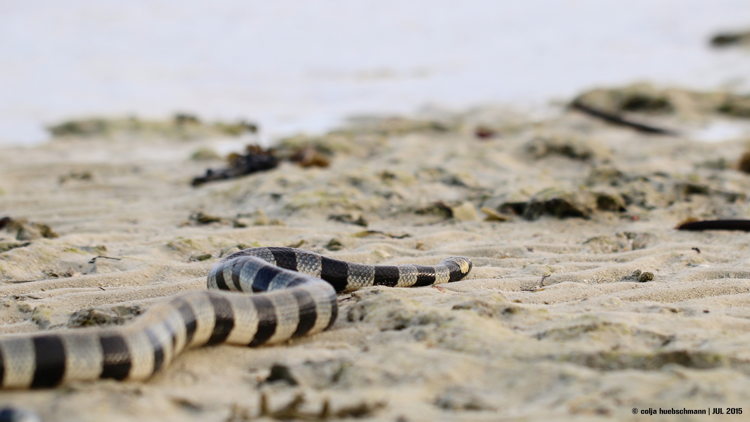 sea snake, LELEUVIA ISLAND, FIJI