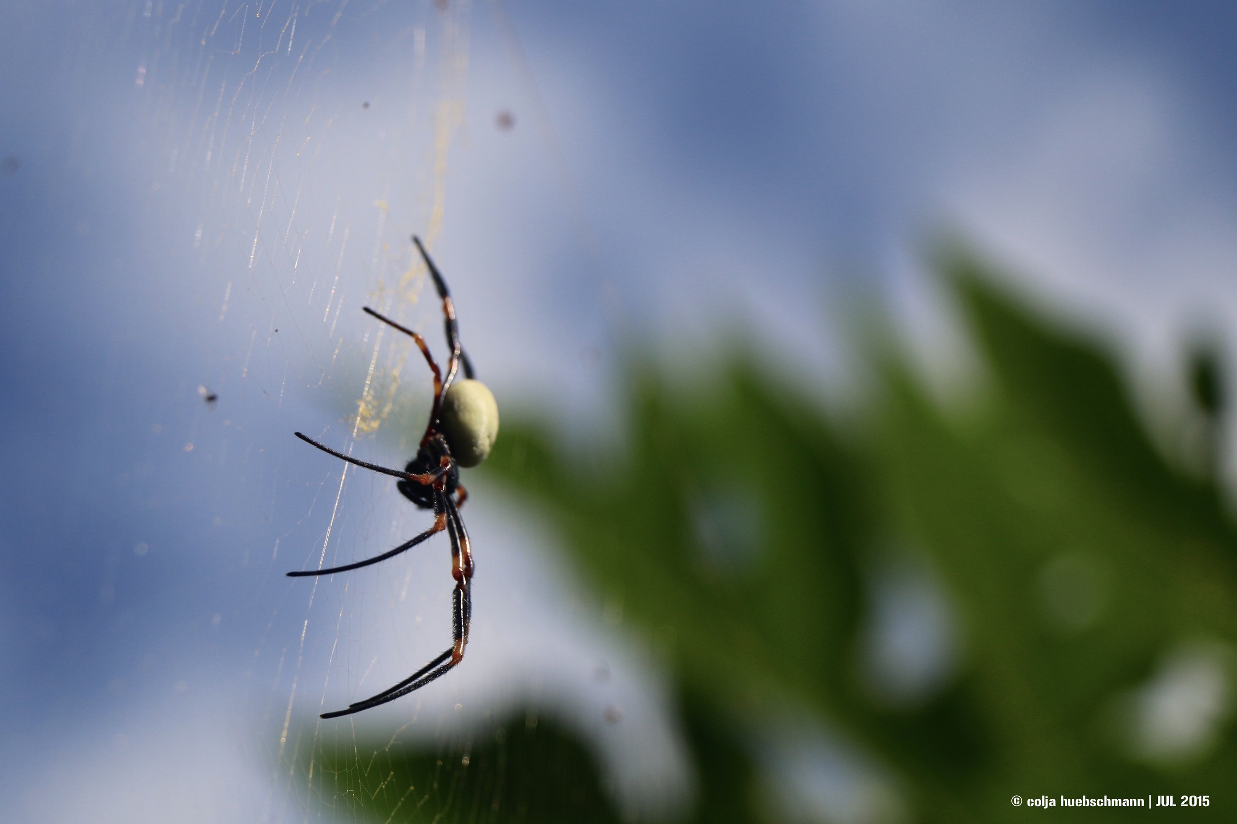 spider, OVALAU ISLAND, FIJI