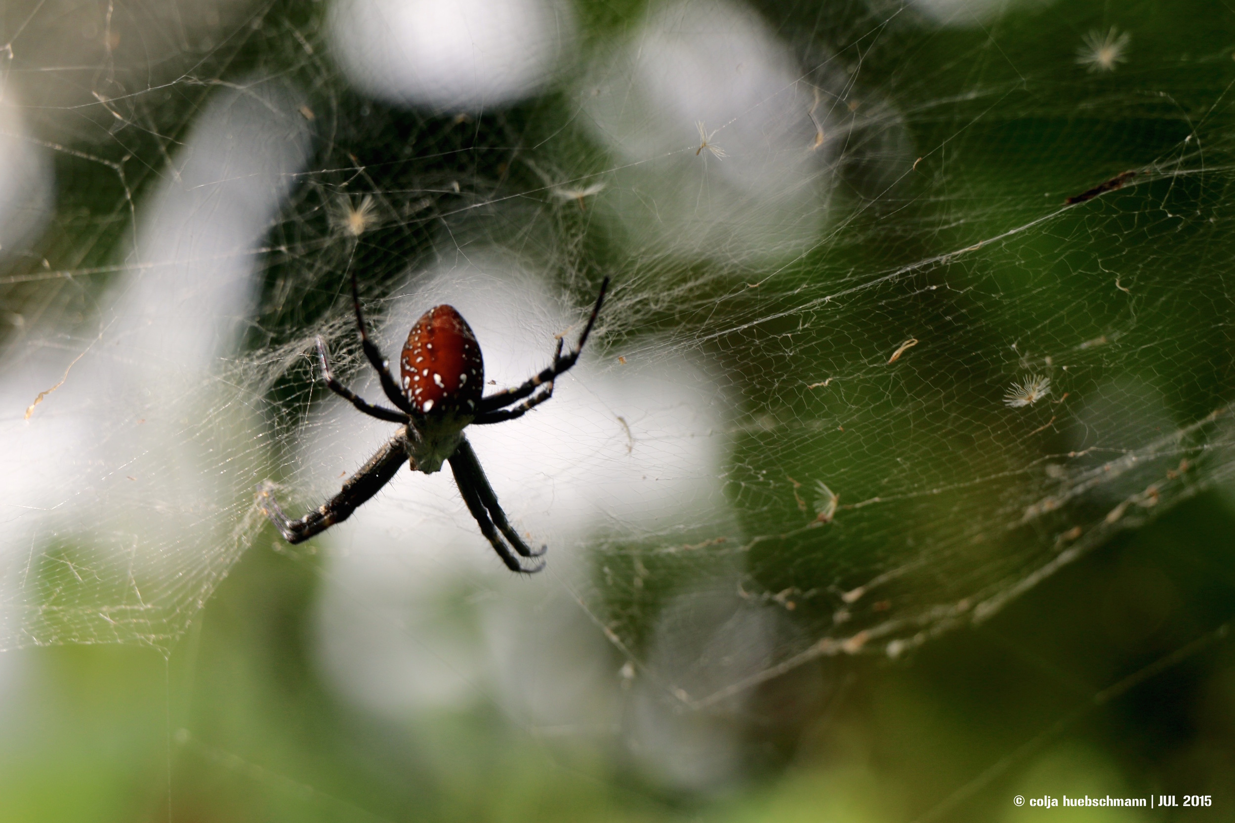 SPIDER, OVALAU ISLAND, FIJI