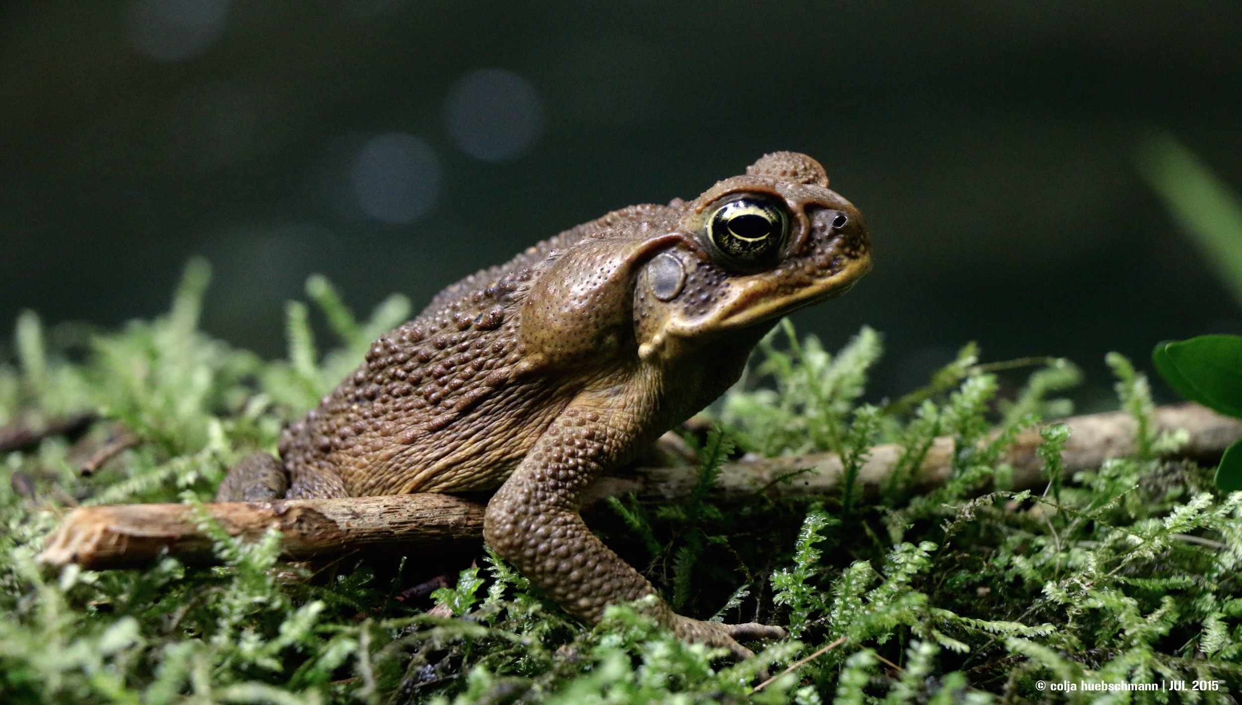 frog, ovalau island, fiji