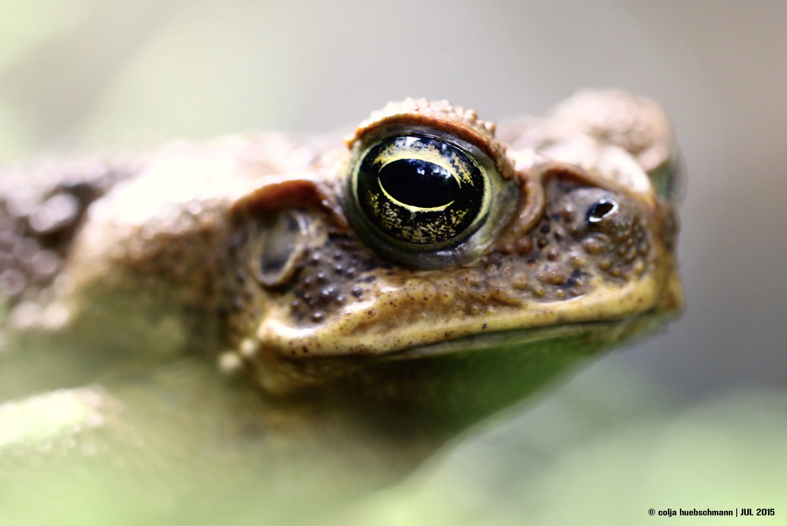 FROG, OVALAU ISLAND, FIJI