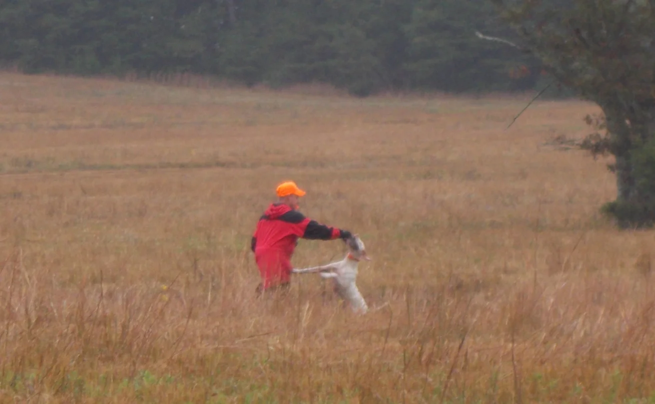 "Ace" retrieving to hand for Ed&nbsp;in NSTRA trialing event.
