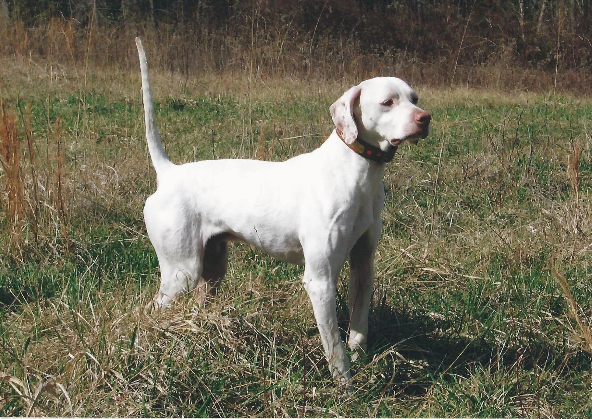 Goose Creek Ace&nbsp;&nbsp; 2x NSTRA ChampionStud Dog Fee: $600Goose Creek Ace (FDS 1601471)Breed: English PointerColor: White &amp; Orange TickedSire: Sir Lancelot (DNA 1537373)Dam: Kiestlers's Doll (1512000)